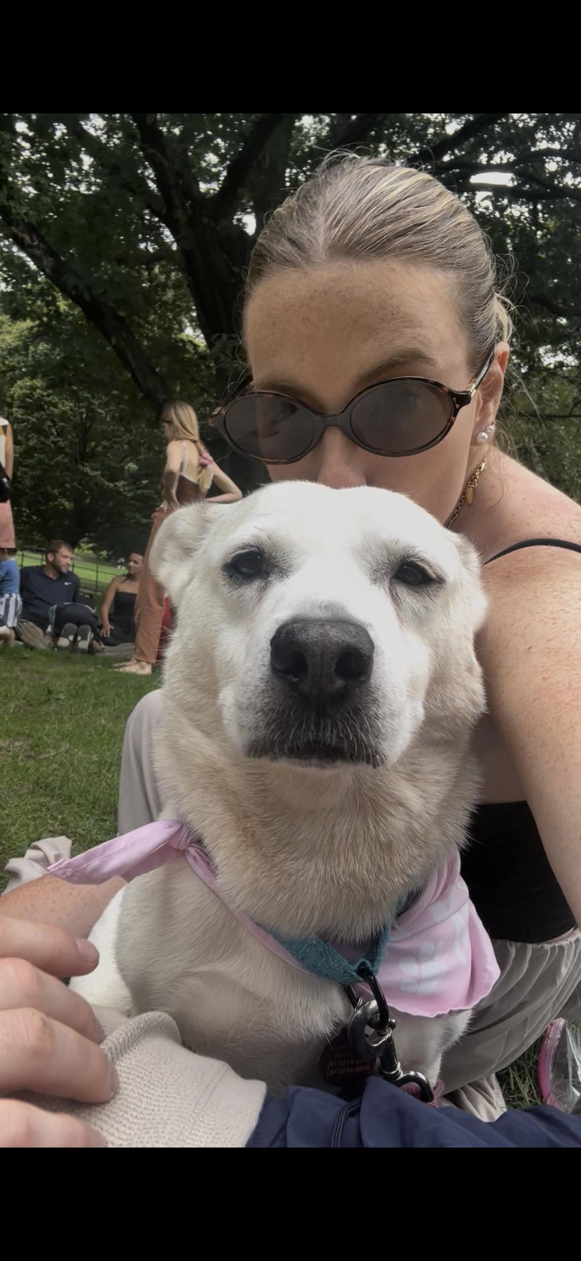 Enlarge Paulina, a Adoptable mixed breed in Brooklyn, NY image 6/6