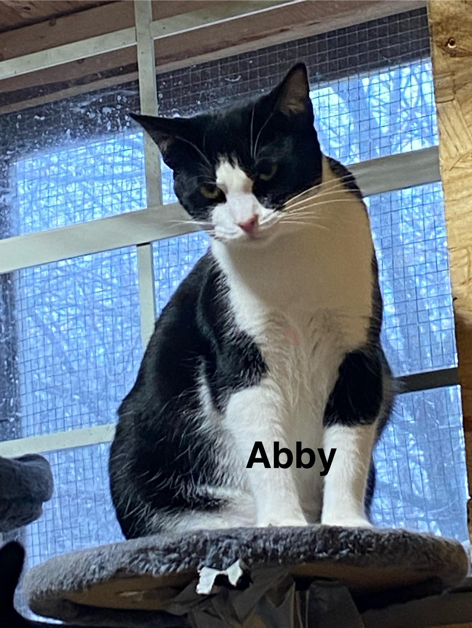 Abby, Adoptable, Young Female Domestic Short Hair.