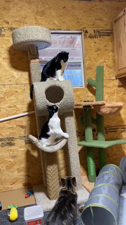 Enlarge Abby, a Adoptable Domestic Short Hair in Mars, PA video 2/2