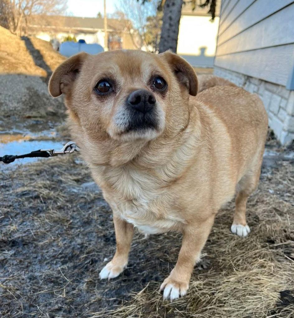 Enlarge Pedro, a Adoptable Chihuahua in Buffalo, MN image 1/3