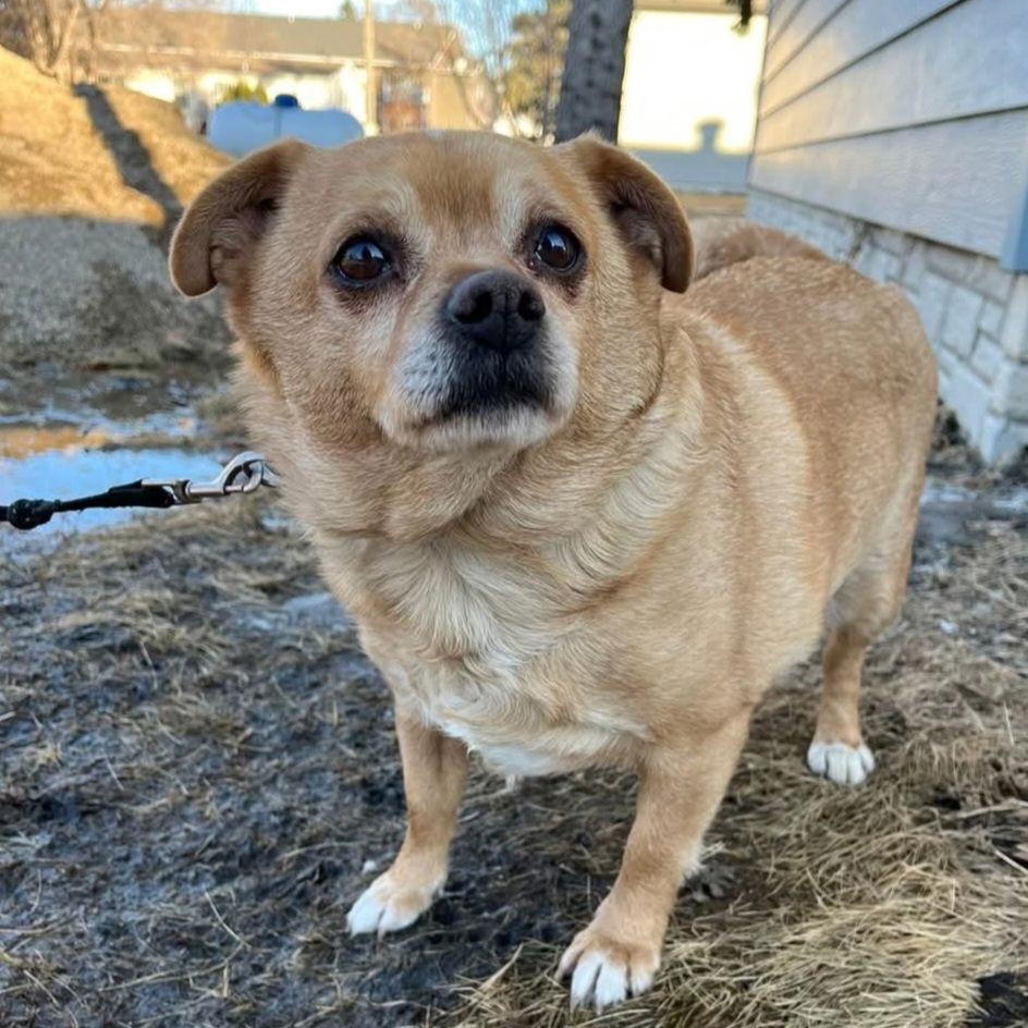 Enlarge Pedro, a Adoptable Chihuahua in Buffalo, MN image 1/3