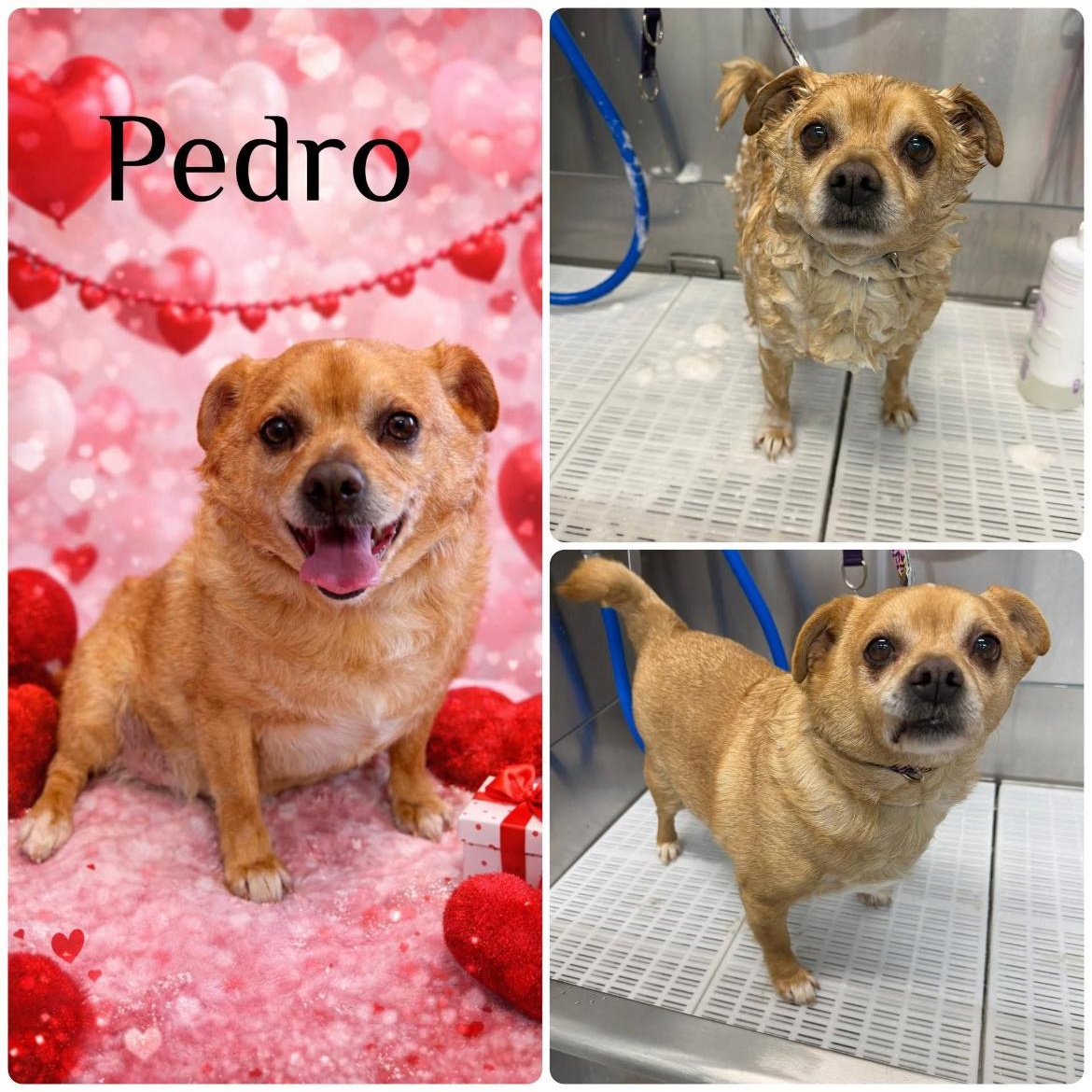 Enlarge Pedro, a Adoptable Chihuahua in Buffalo, MN image 2/3