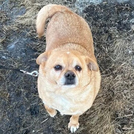 Enlarge Pedro, a Adoptable Chihuahua in Buffalo, MN image 3/3