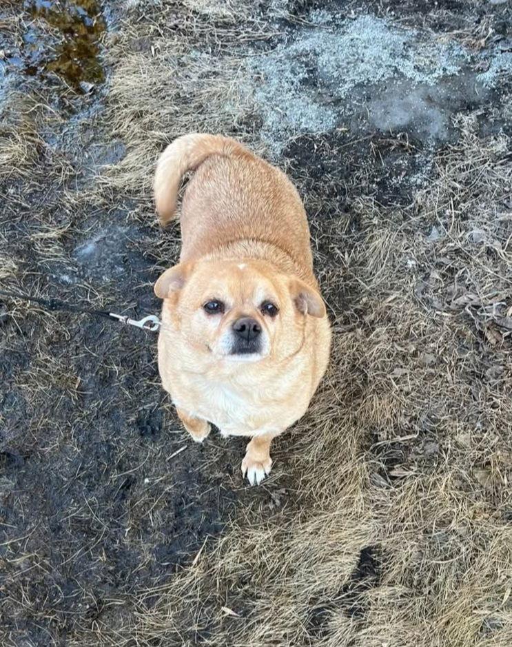 Enlarge Pedro, a Adoptable Chihuahua in Buffalo, MN image 3/3