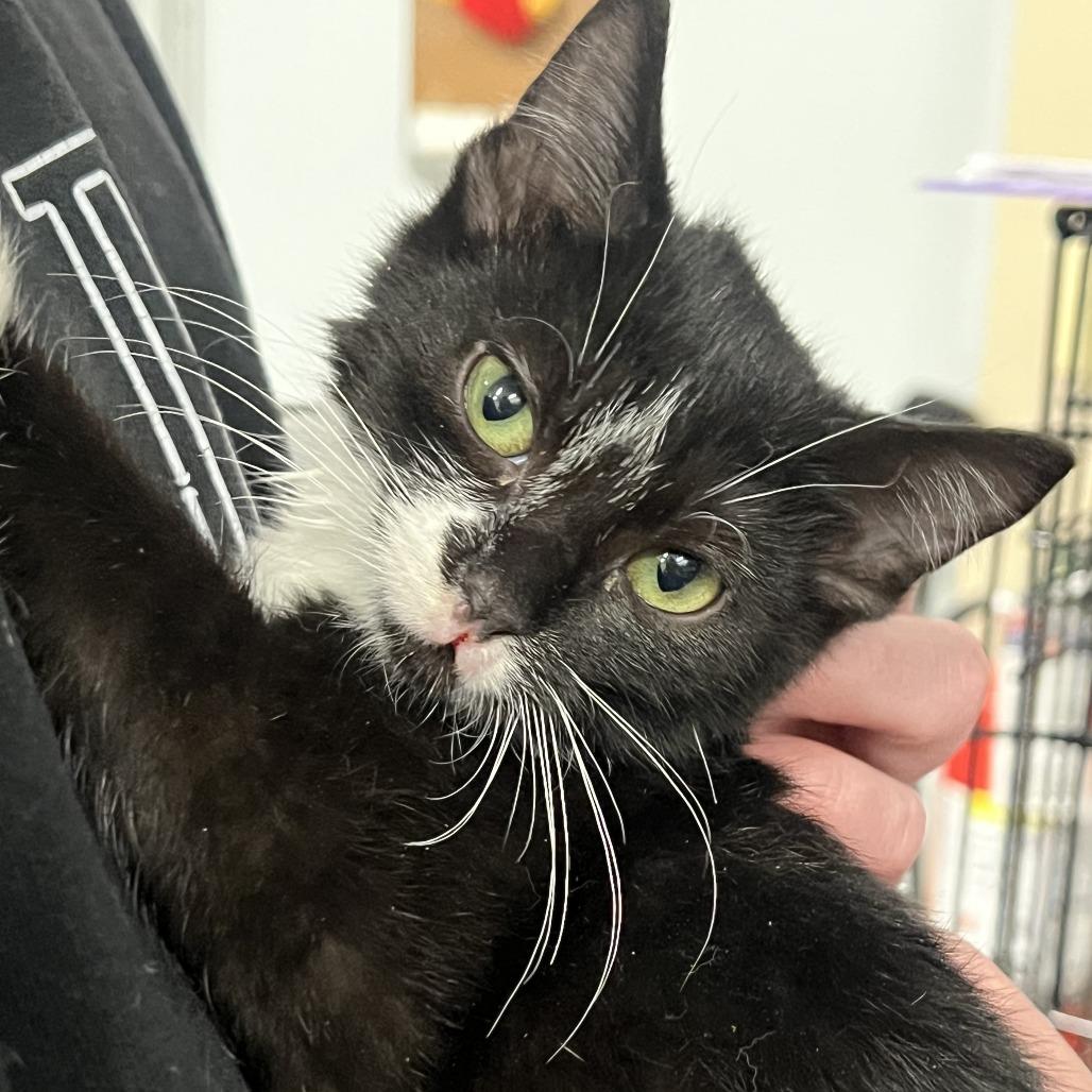 Enlarge Crow in Rockville, MD, a Adoptable Domestic Short Hair in Alexandria, VA image 1/1