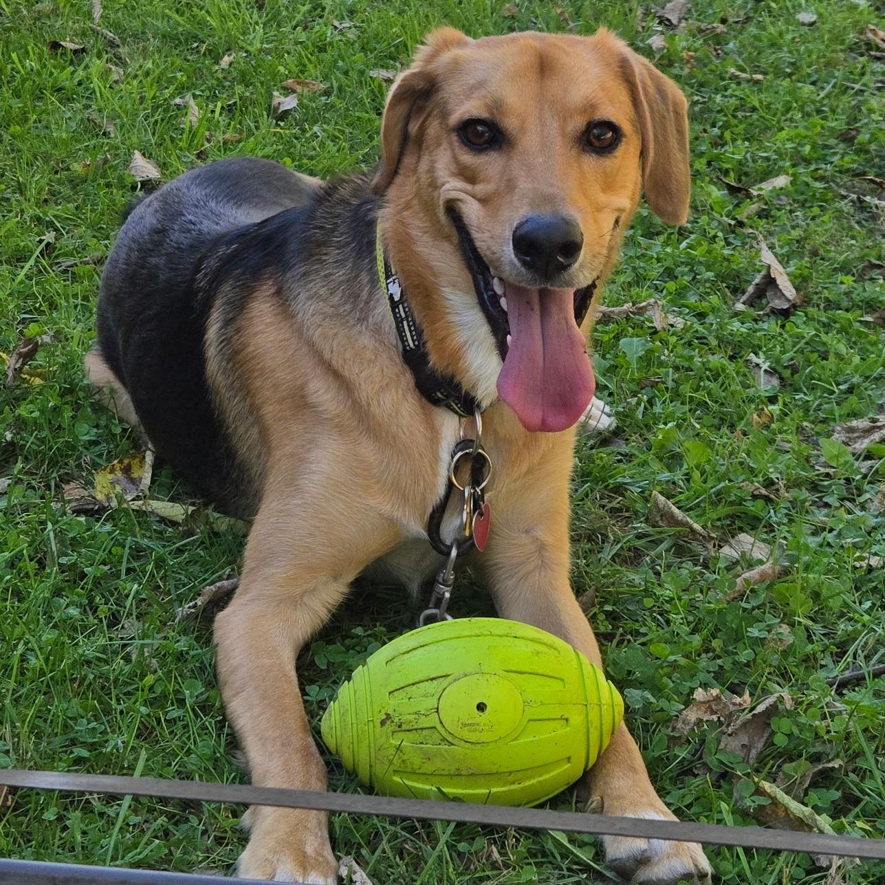 Joey, a ADOPTABLE mixed breed in Terrace Park, OH image 1/4