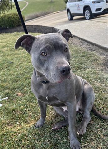 Enlarge SHADOW, a Adoptable Staffordshire Bull Terrier in Dayton, OH image 1/1