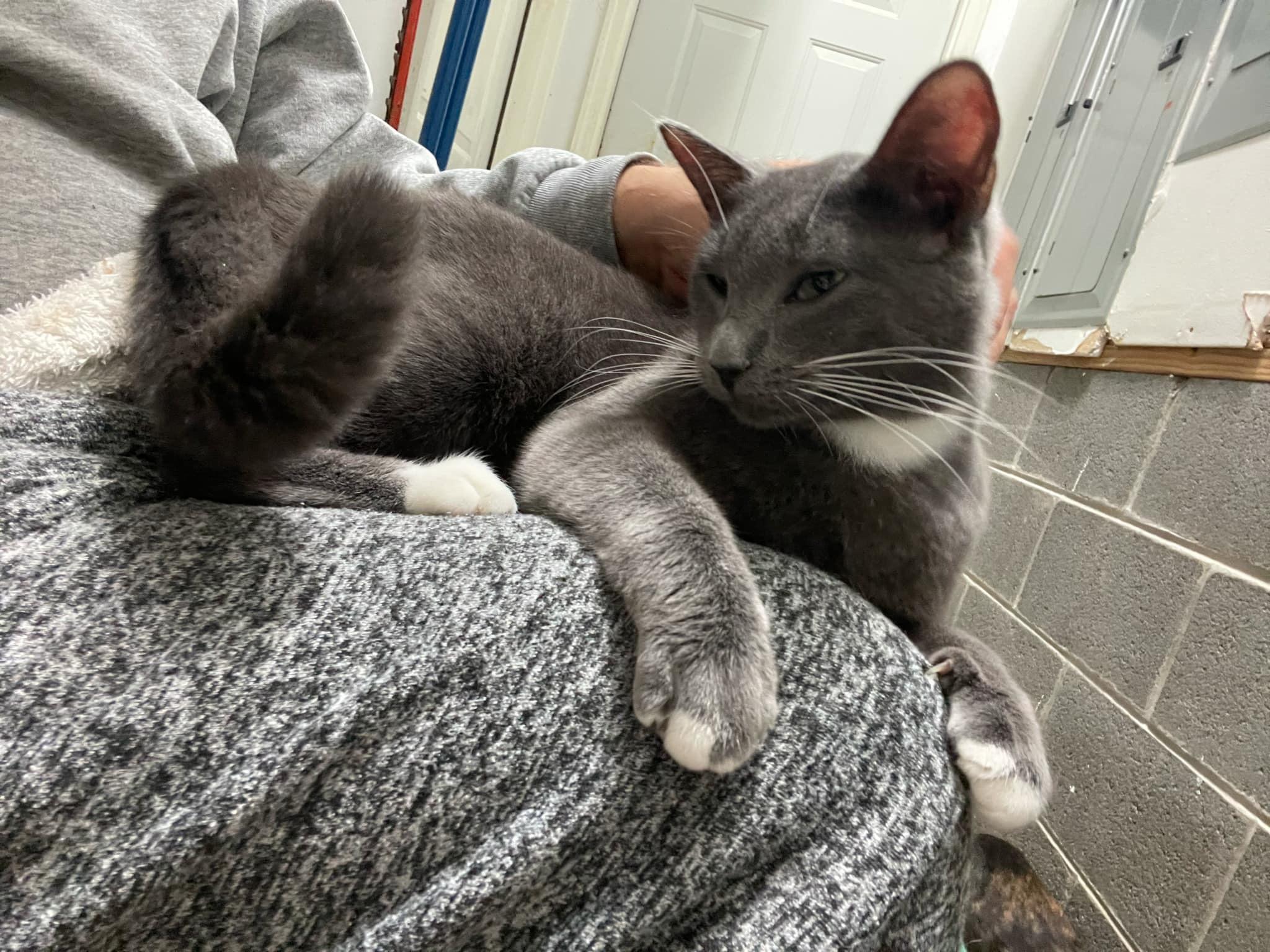 Enlarge Nova, a Adoptable Domestic Short Hair in Charlotte, NC image 2/4