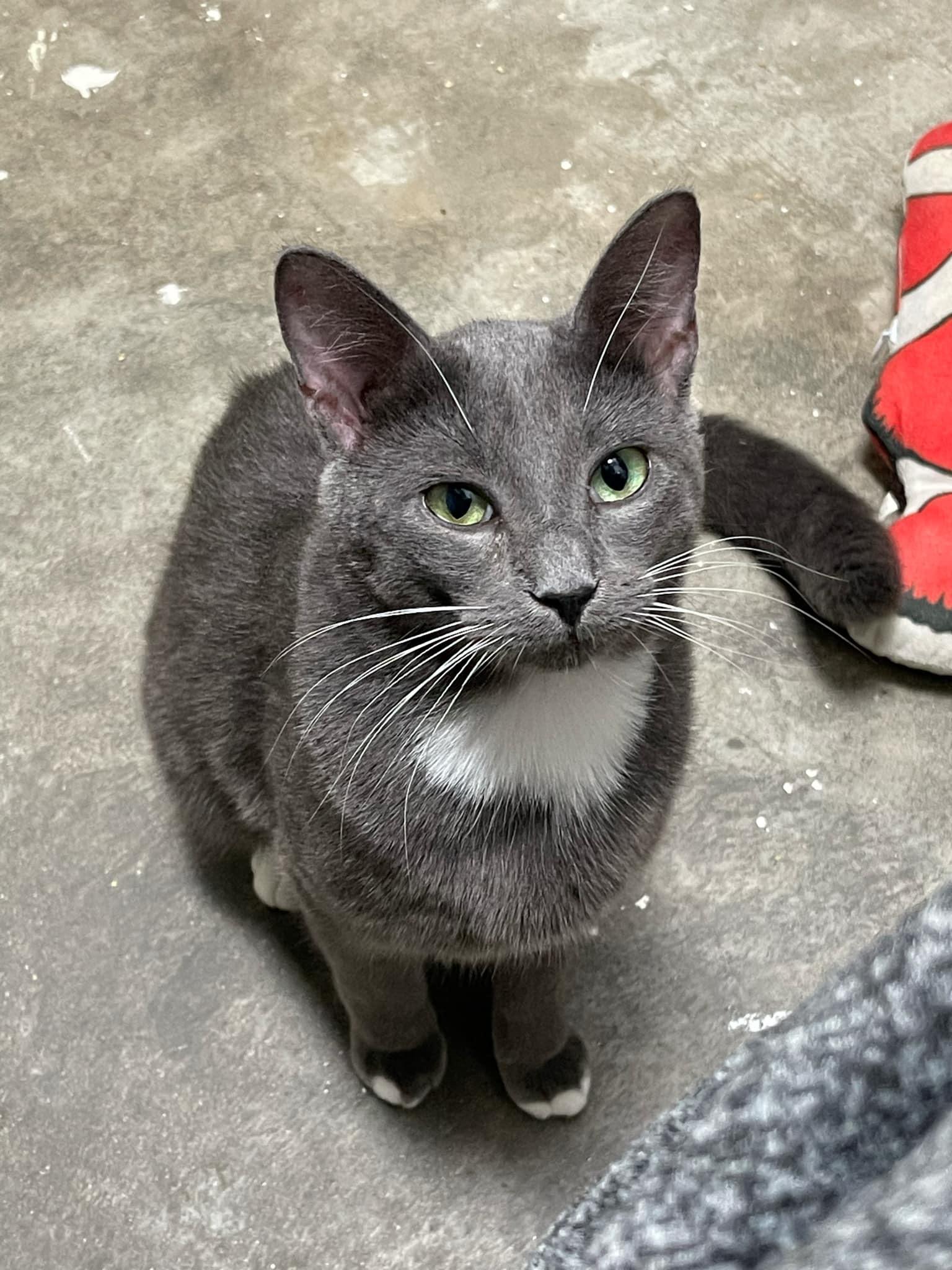 Enlarge Nova, a Adoptable Domestic Short Hair in Charlotte, NC image 3/4