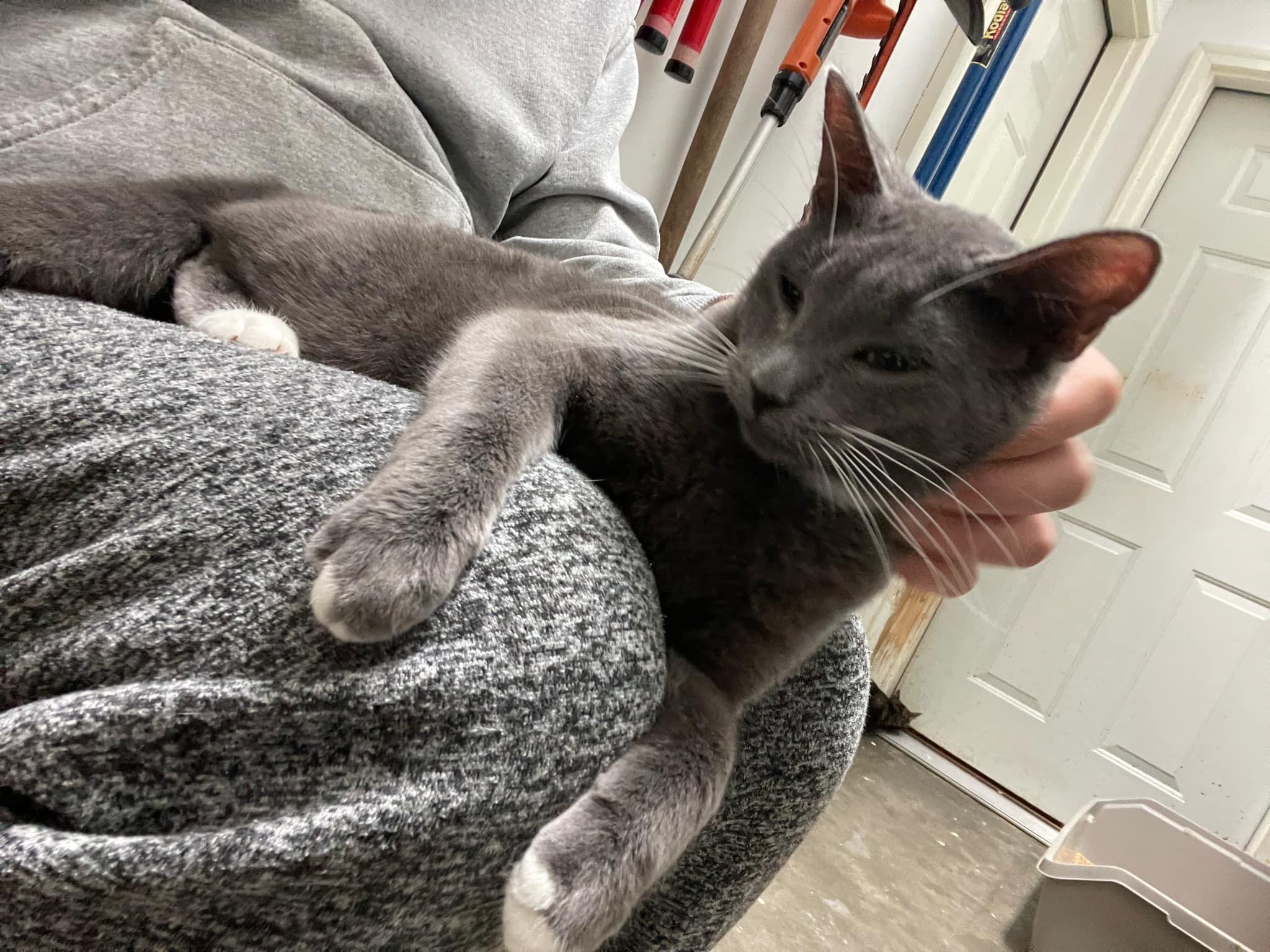 Enlarge Nova, a Adoptable Domestic Short Hair in Charlotte, NC image 4/4