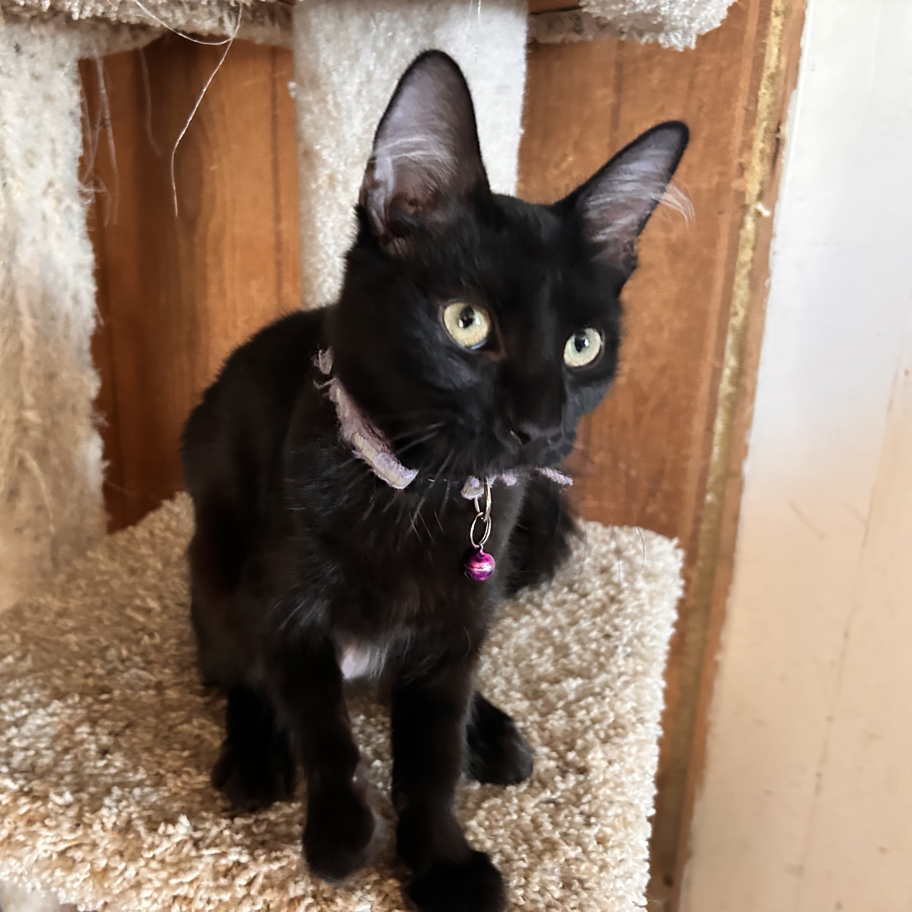 Rex, an adoptable Domestic Short Hair in Sonora, CA, 95370 | Photo Image 1