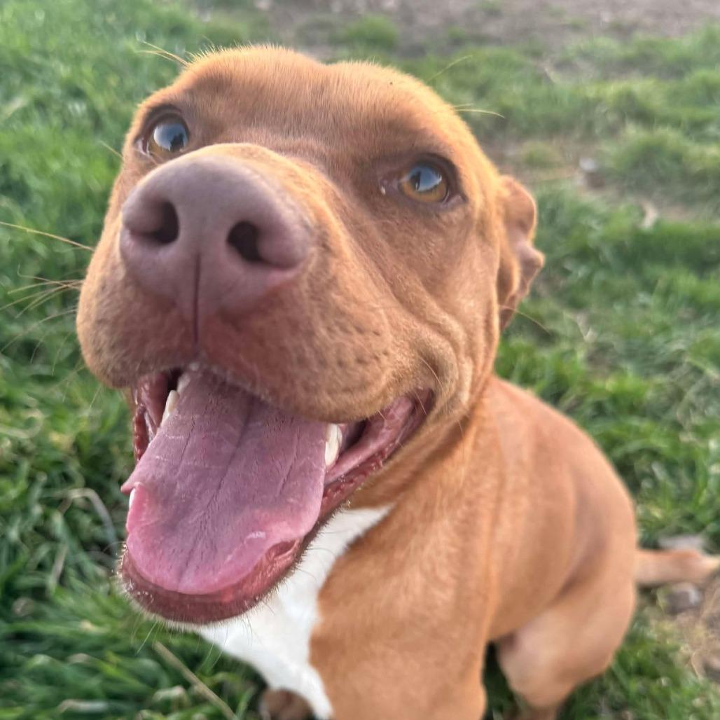 Red, Adult Male American Staffordshire Terrier