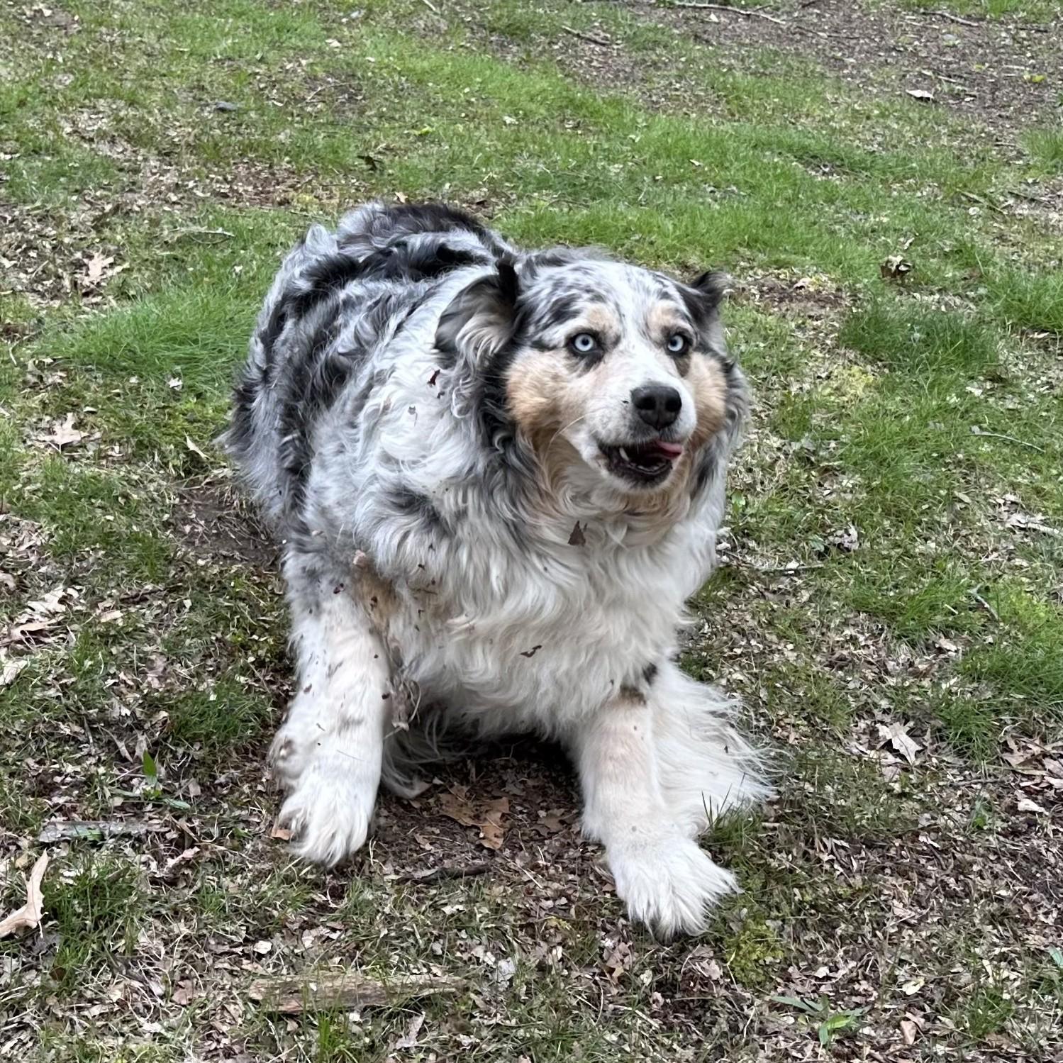 Ruby Courtesy Listed, an adopted Australian Shepherd in Midland, MI image 2/3