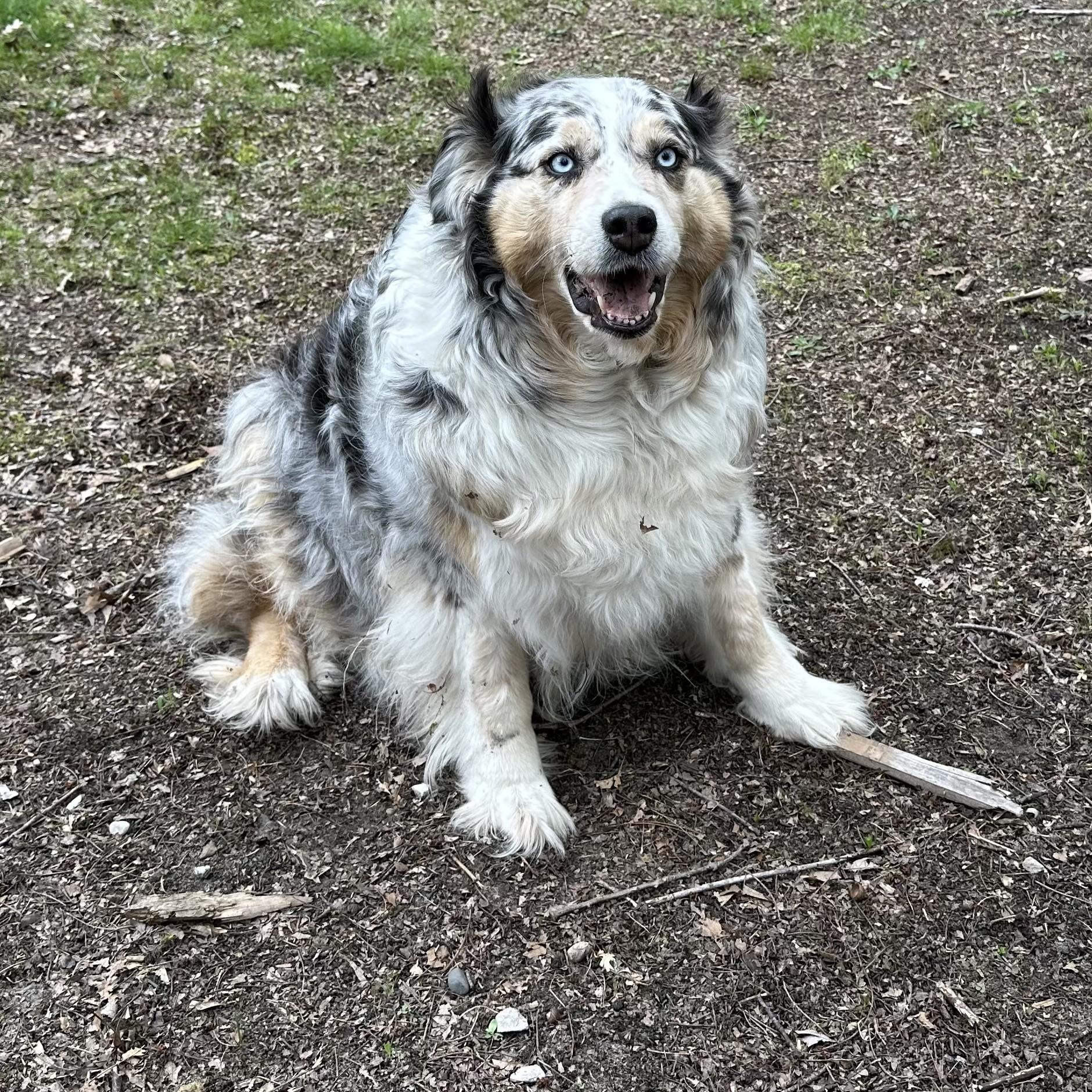 Ruby Courtesy Listed, an adopted Australian Shepherd in Midland, MI image 3/3