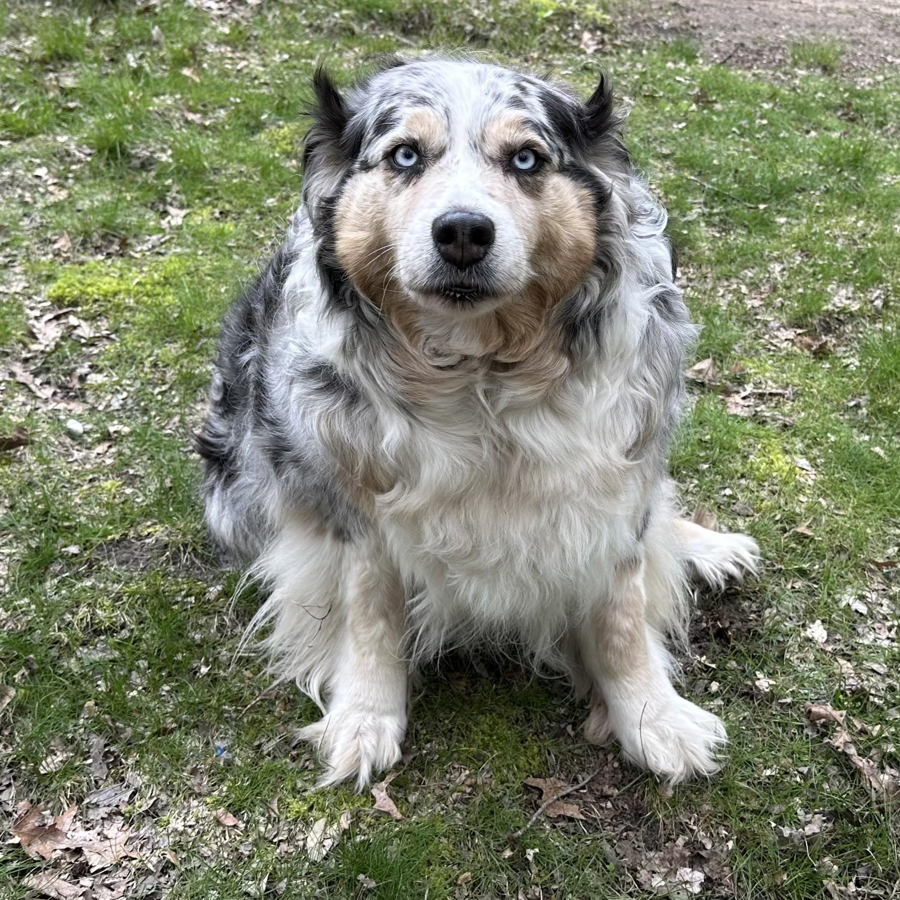 Ruby Courtesy Listed, an adopted Australian Shepherd in Midland, MI image 1/3