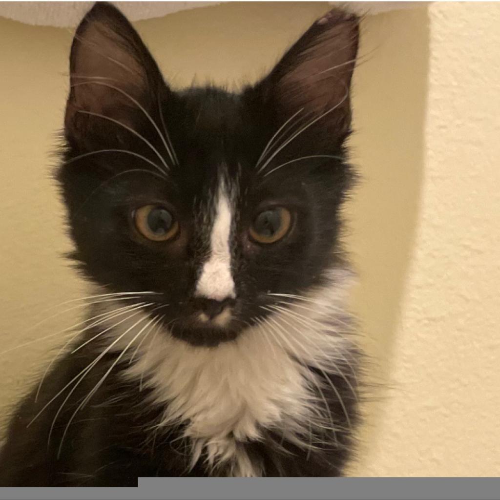 Soba/Wild Dunes 3 A26-101, Adoptable, Adult Male Domestic Medium Hair.