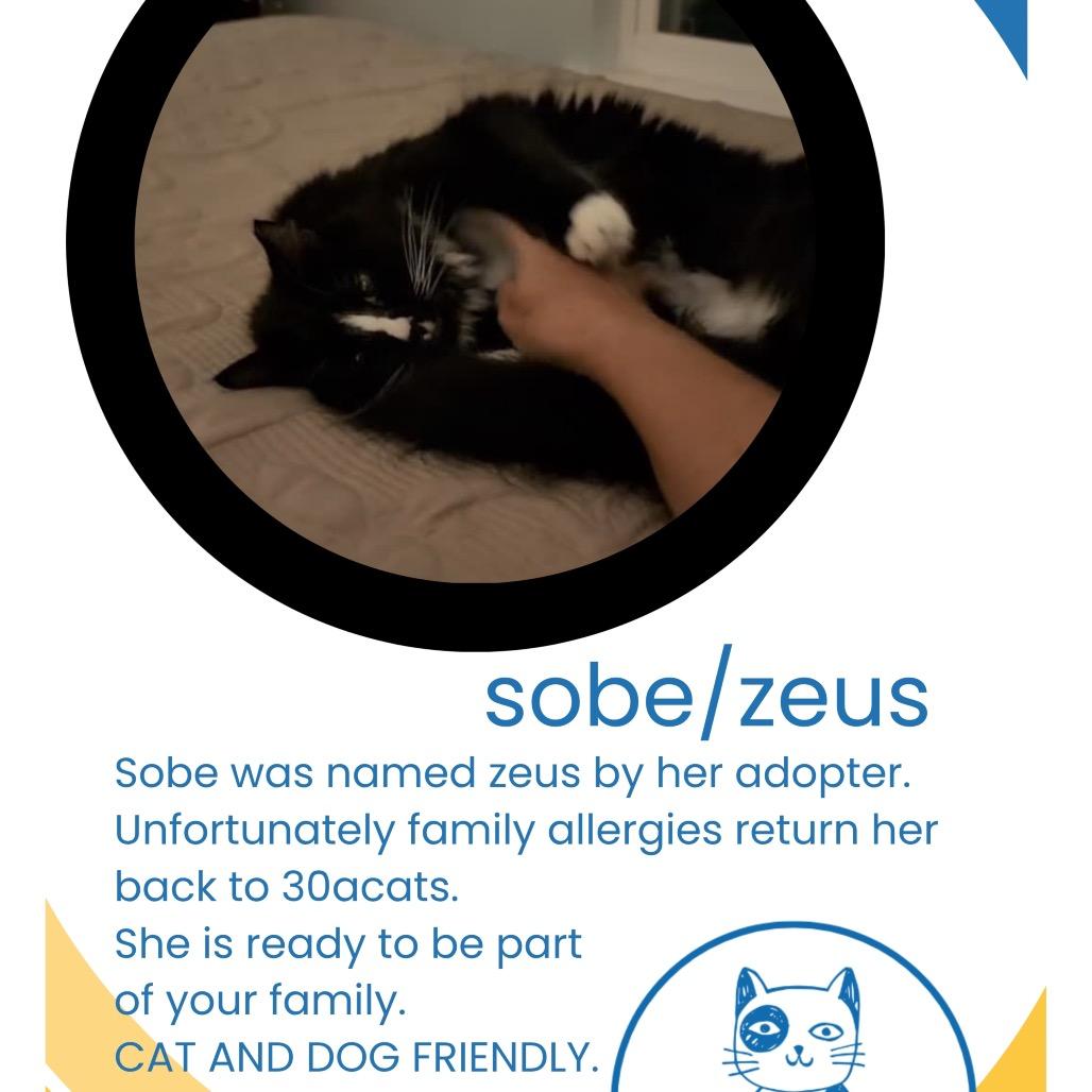 Enlarge Zeus/Soba/Wild Dunes 3 A26-101, a Adoptable Domestic Medium Hair in SANTA ROSA BEACH, FL image 2/2