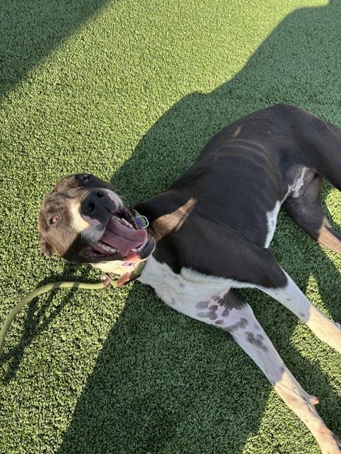 COLOMBO, Adoptable, Young Male Great Dane & Mixed Breed.