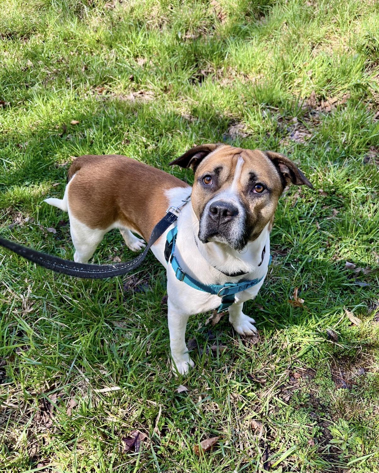 Enlarge Jerry Clower, a ADOPTABLE mixed breed in Marshall, NC image 6/6