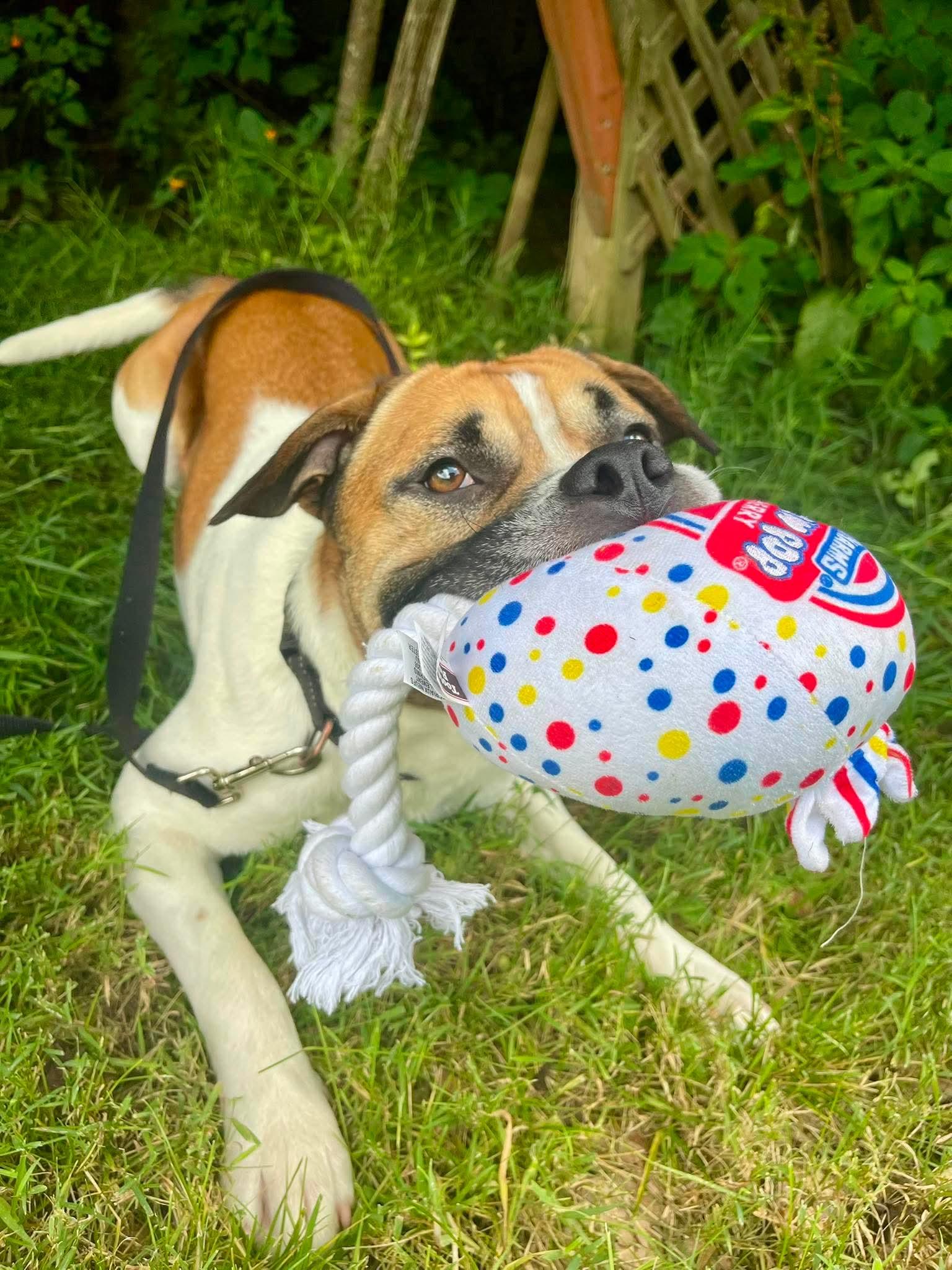 Enlarge Jerry Clower, a ADOPTABLE mixed breed in Marshall, NC image 2/6