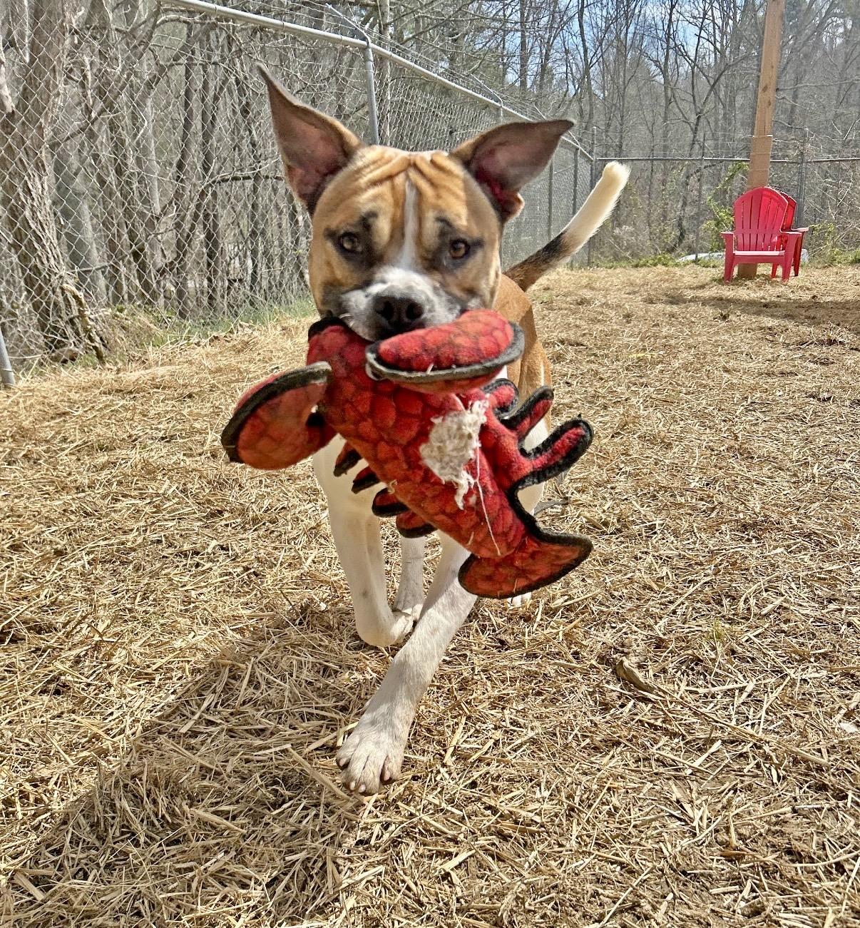 Enlarge Jerry Clower, a ADOPTABLE mixed breed in Marshall, NC image 1/6