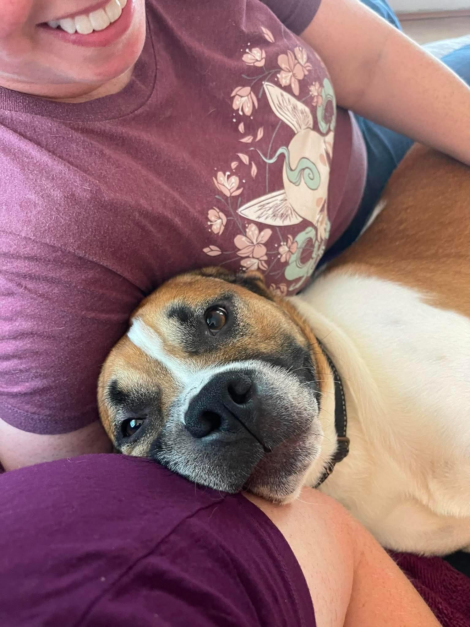 Enlarge Jerry Clower, a ADOPTABLE mixed breed in Marshall, NC image 5/6