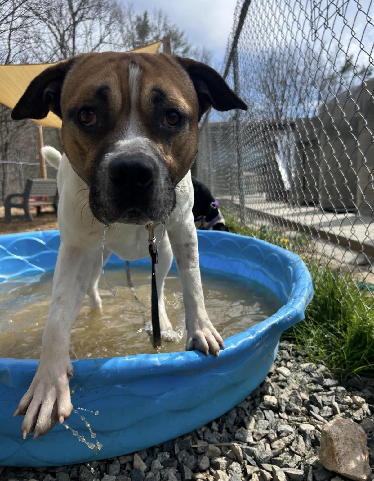 Enlarge Jerry Clower, a ADOPTABLE mixed breed in Marshall, NC image 4/6