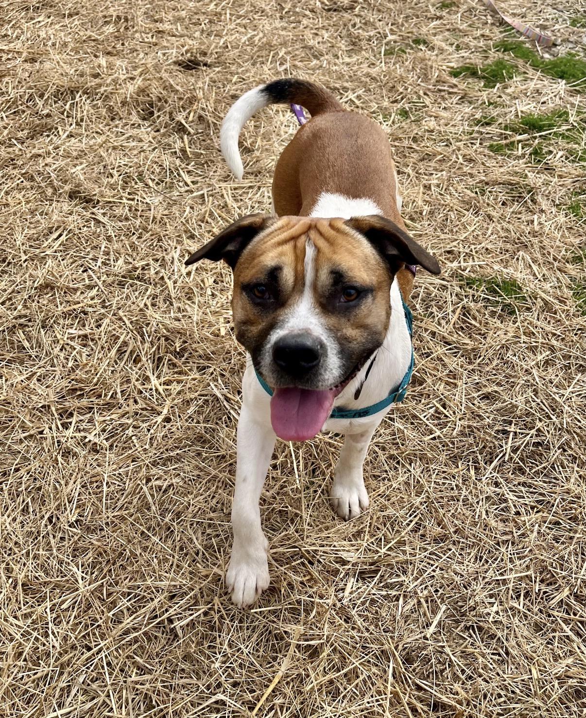Enlarge Jerry Clower, a ADOPTABLE mixed breed in Marshall, NC image 1/6
