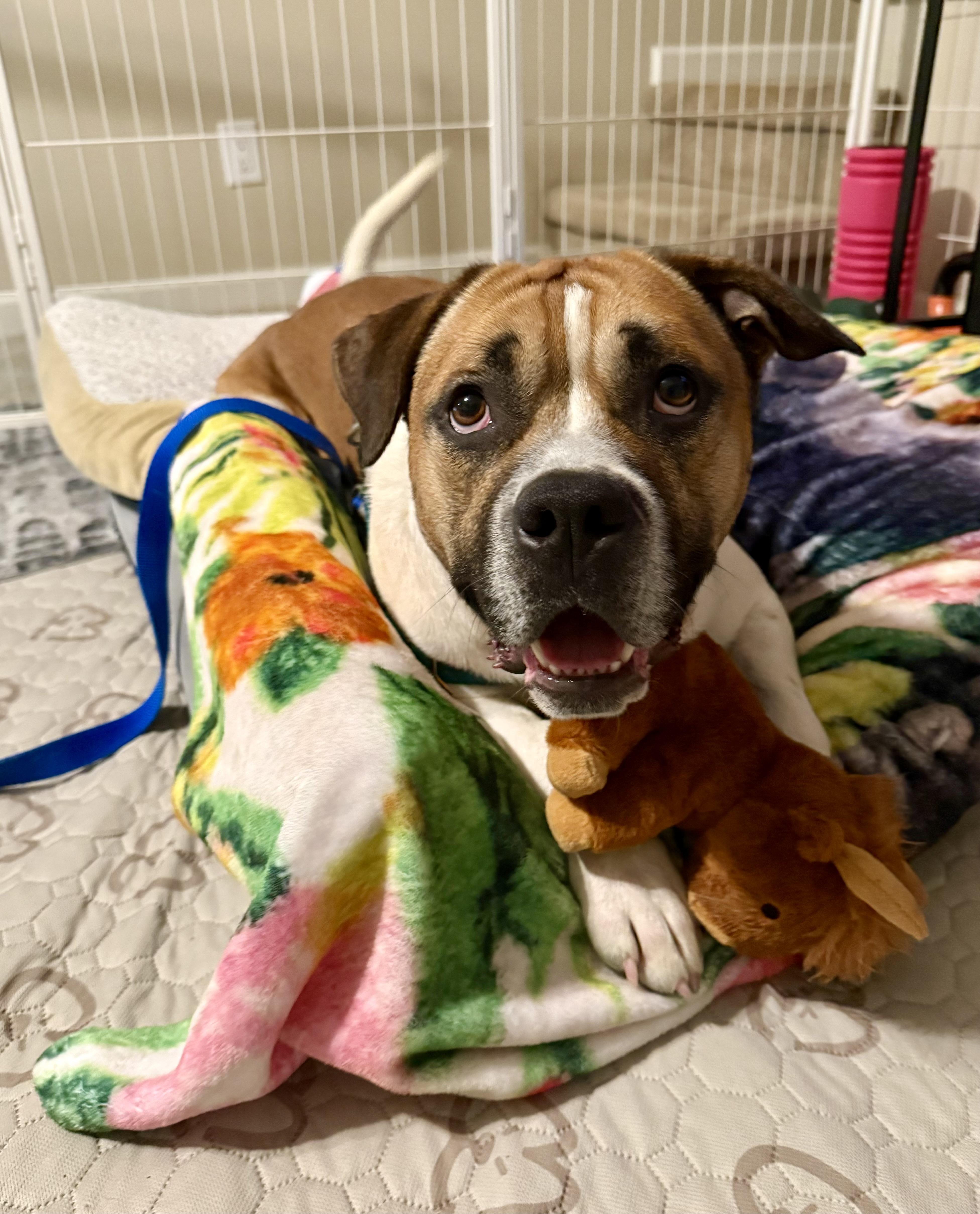 Jerry Clower, ADOPTABLE, Adult Male Mixed Breed.