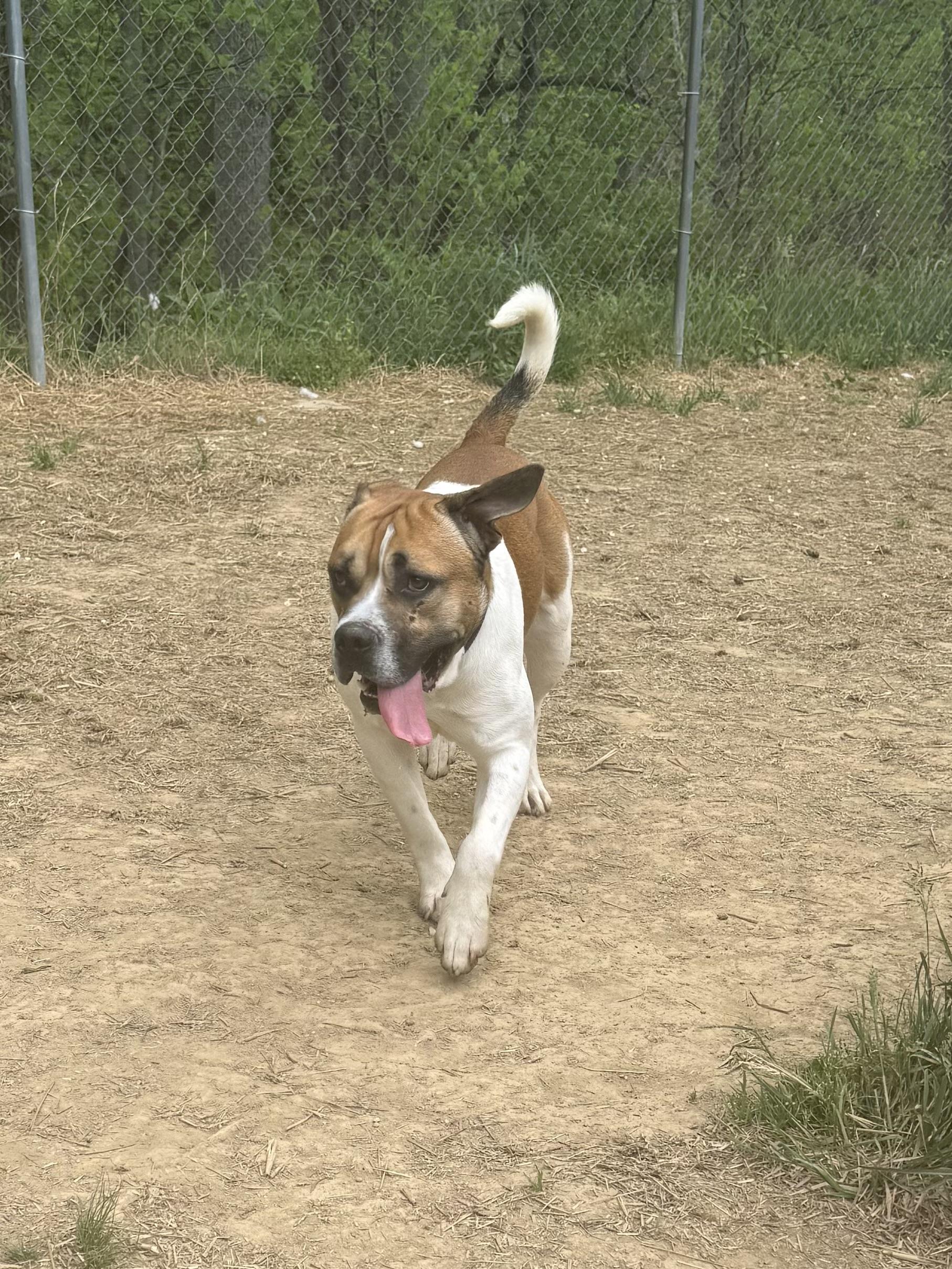 Enlarge Jerry Clower, a ADOPTABLE mixed breed in Marshall, NC image 4/5