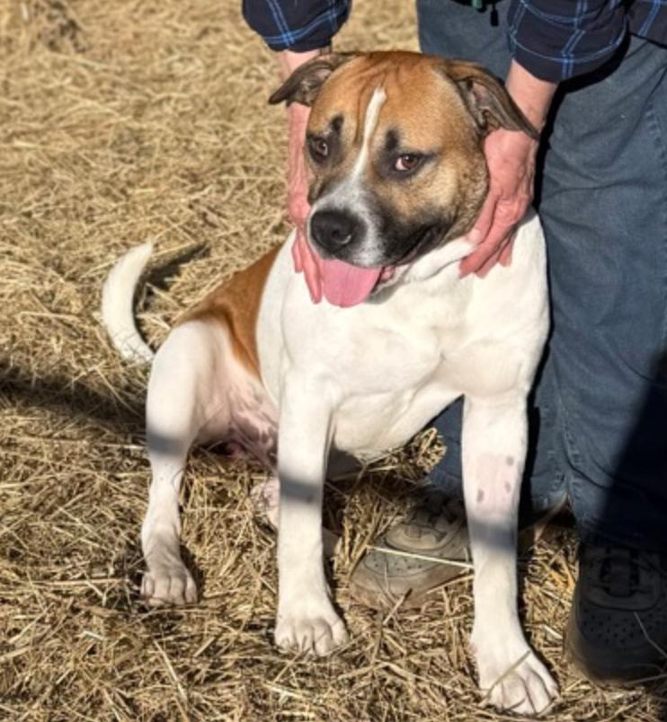 Enlarge Jerry Clower, a ADOPTABLE mixed breed in Marshall, NC image 2/6