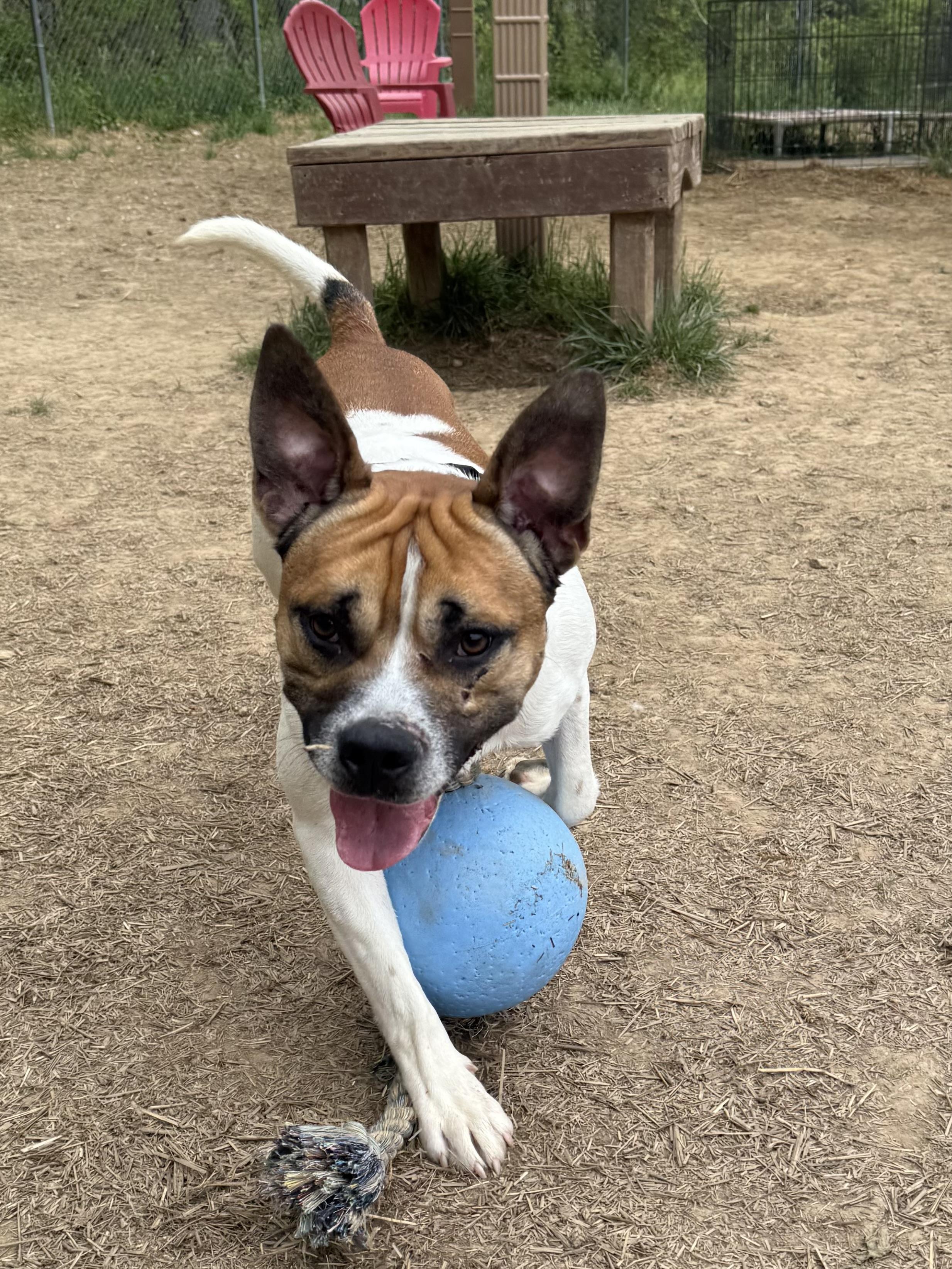 Enlarge Jerry Clower, a ADOPTABLE mixed breed in Marshall, NC image 2/5