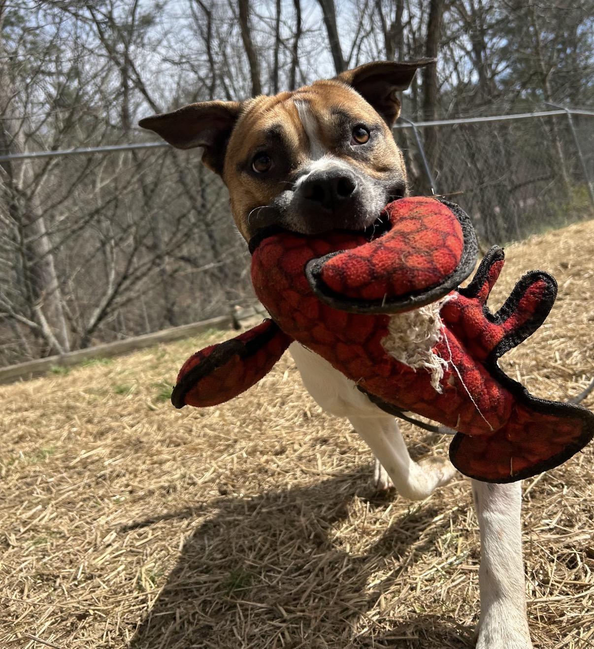 Enlarge Jerry Clower, a ADOPTABLE mixed breed in Marshall, NC image 3/6