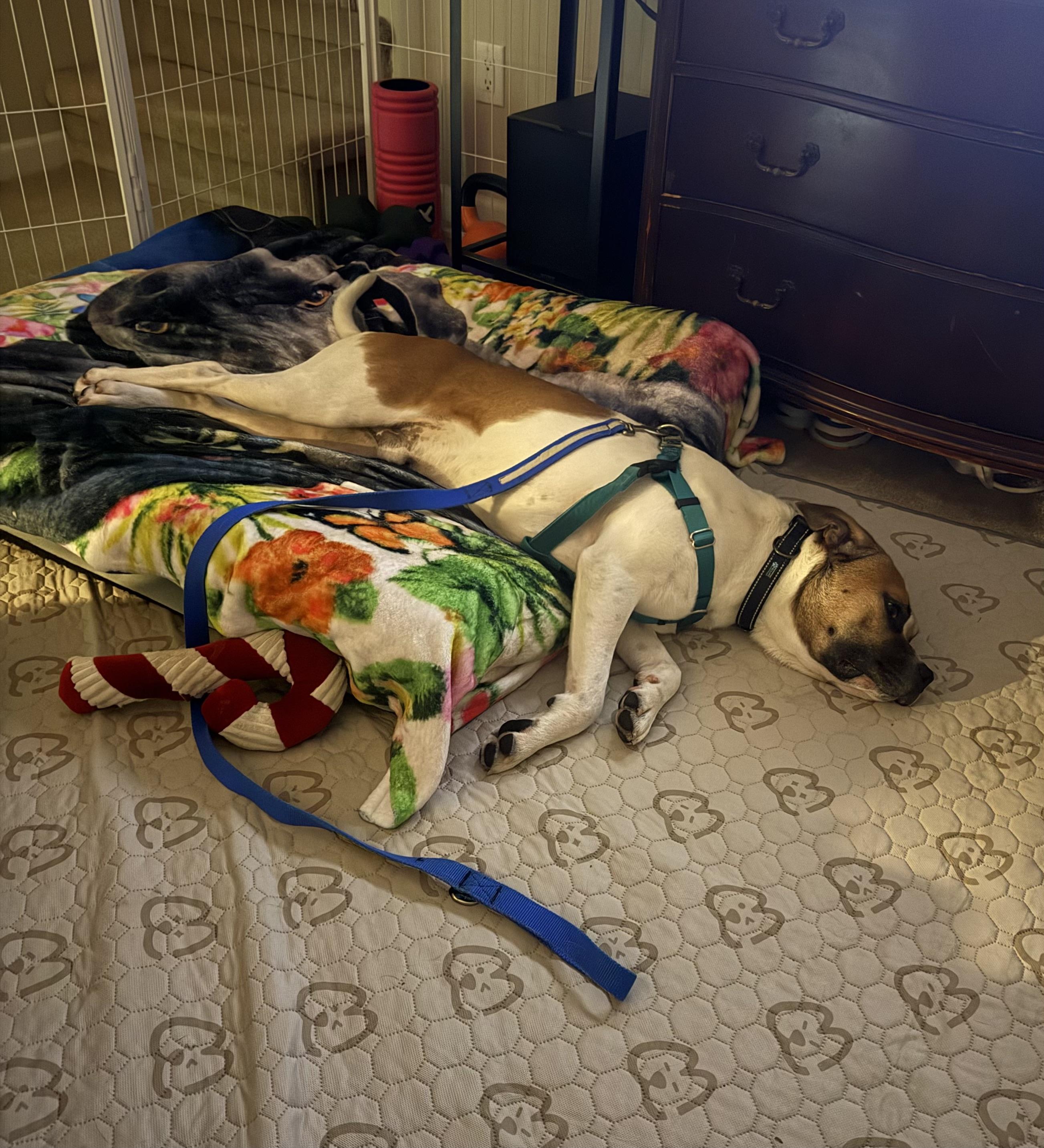 Enlarge Jerry Clower, a ADOPTABLE mixed breed in Marshall, NC image 3/6