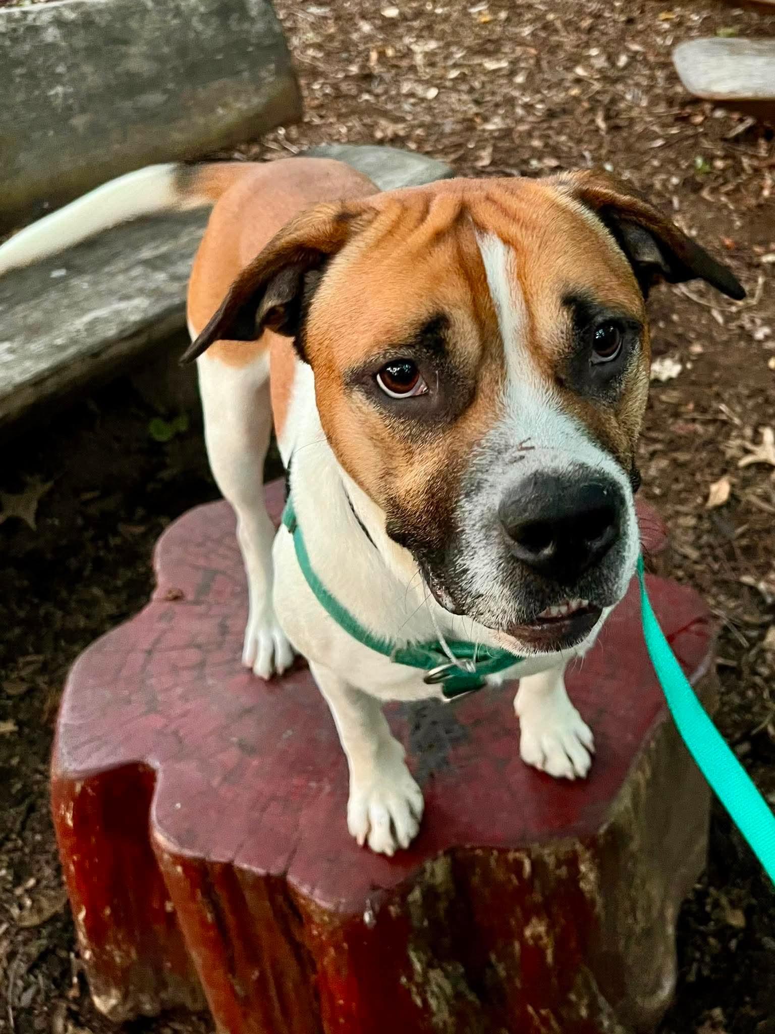 Jerry Clower, ADOPTABLE, Adult Male Mixed Breed.