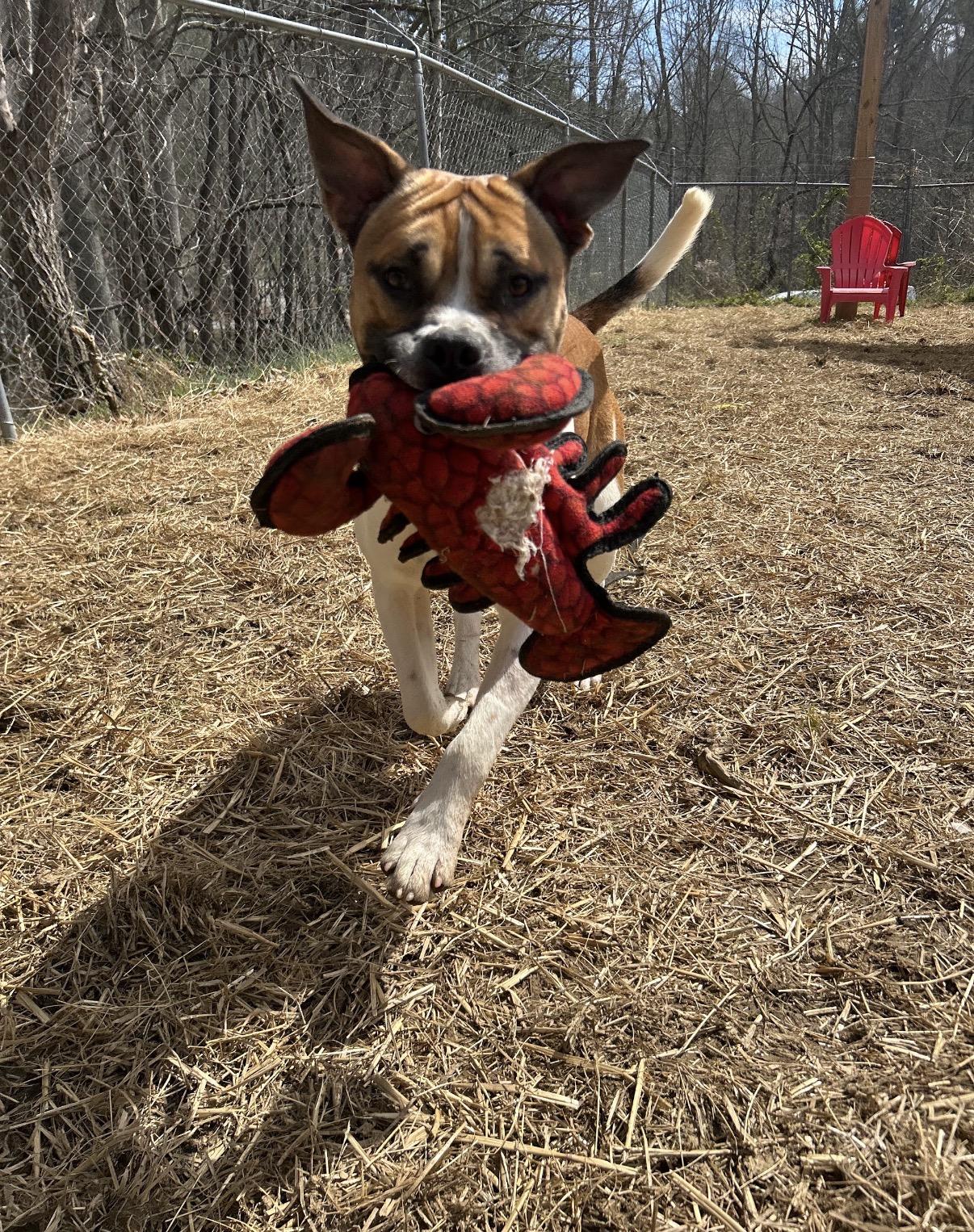 Enlarge Jerry Clower, a ADOPTABLE mixed breed in Marshall, NC image 5/6