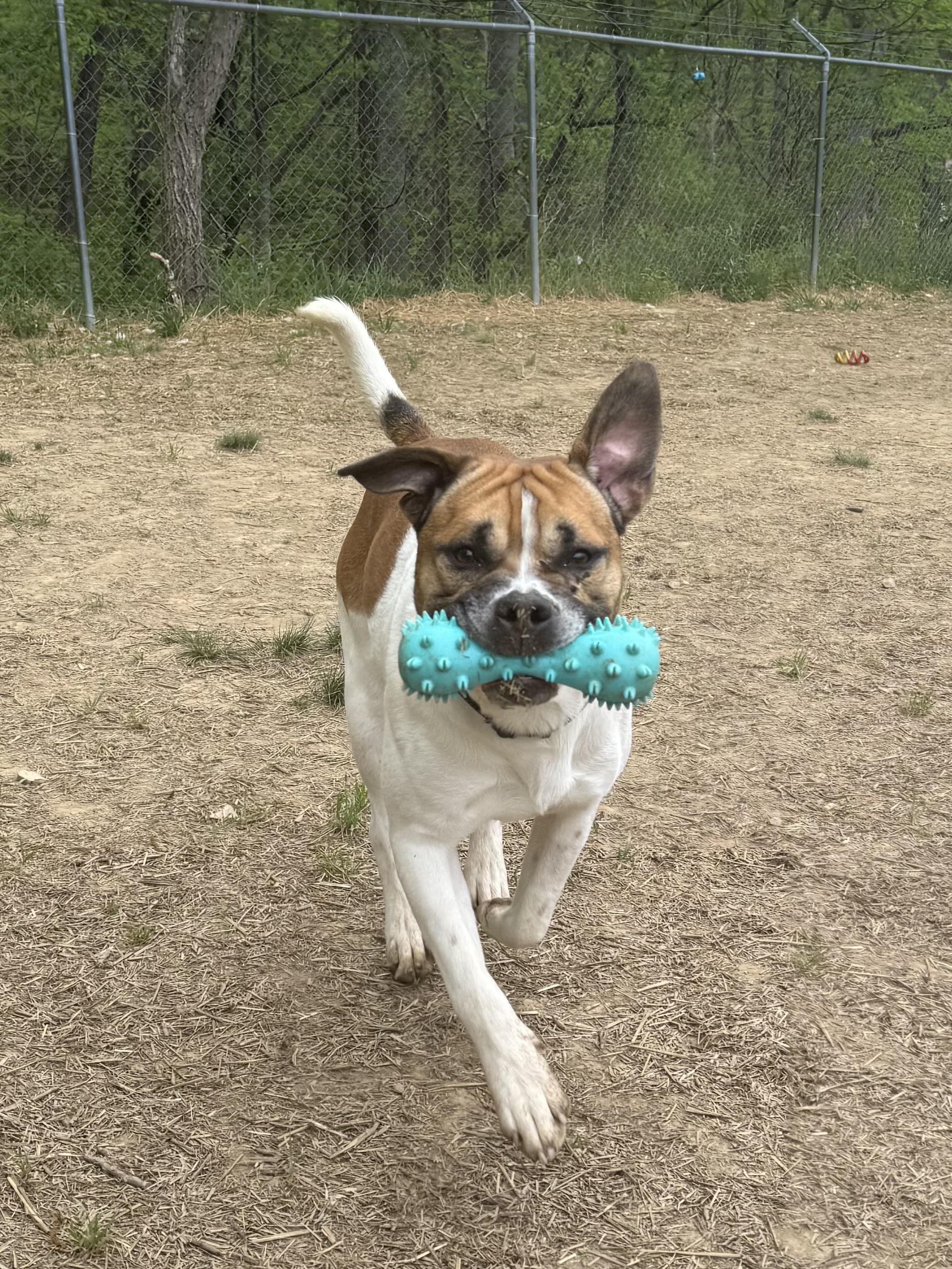 Enlarge Jerry Clower, a ADOPTABLE mixed breed in Marshall, NC image 5/5