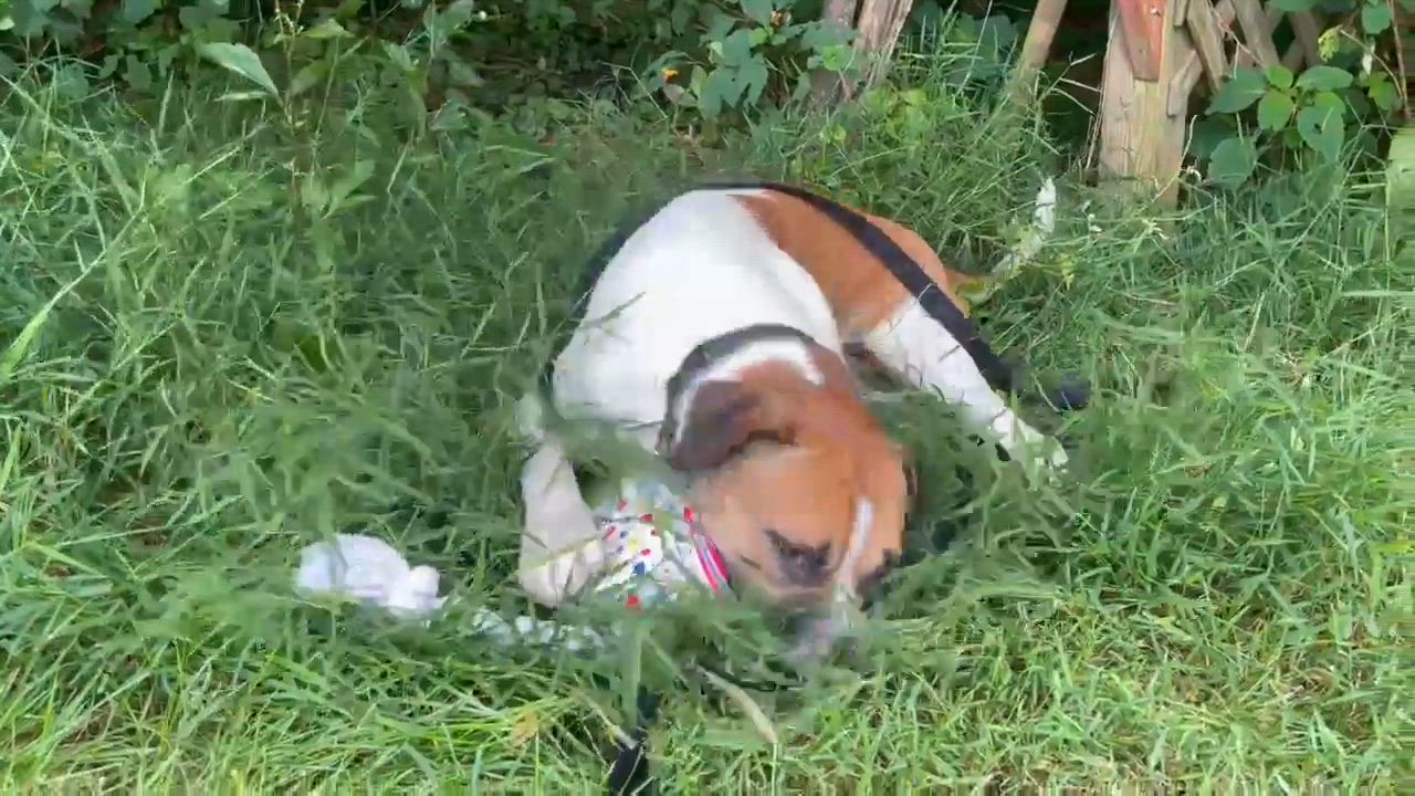 Enlarge Jerry Clower, a ADOPTABLE mixed breed in Marshall, NC video 6/6