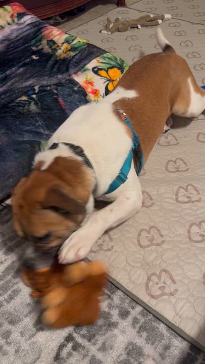 Enlarge Jerry Clower, a ADOPTABLE mixed breed in Marshall, NC video 4/6