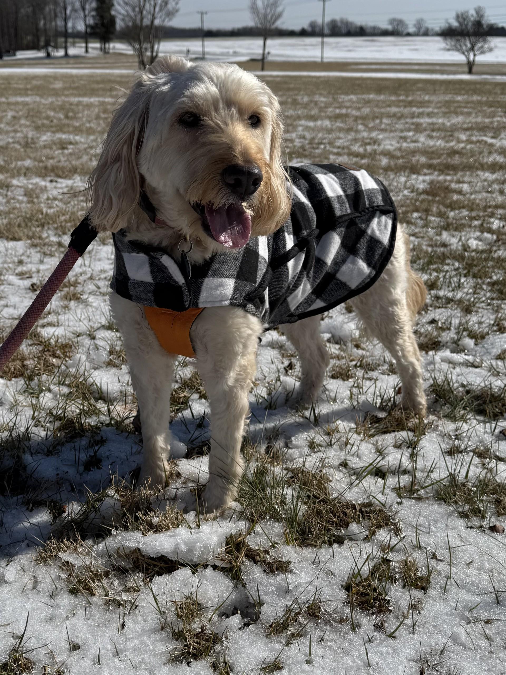 Watson, a ADOPTABLE Goldendoodle in Salisbury, NC image 1/4