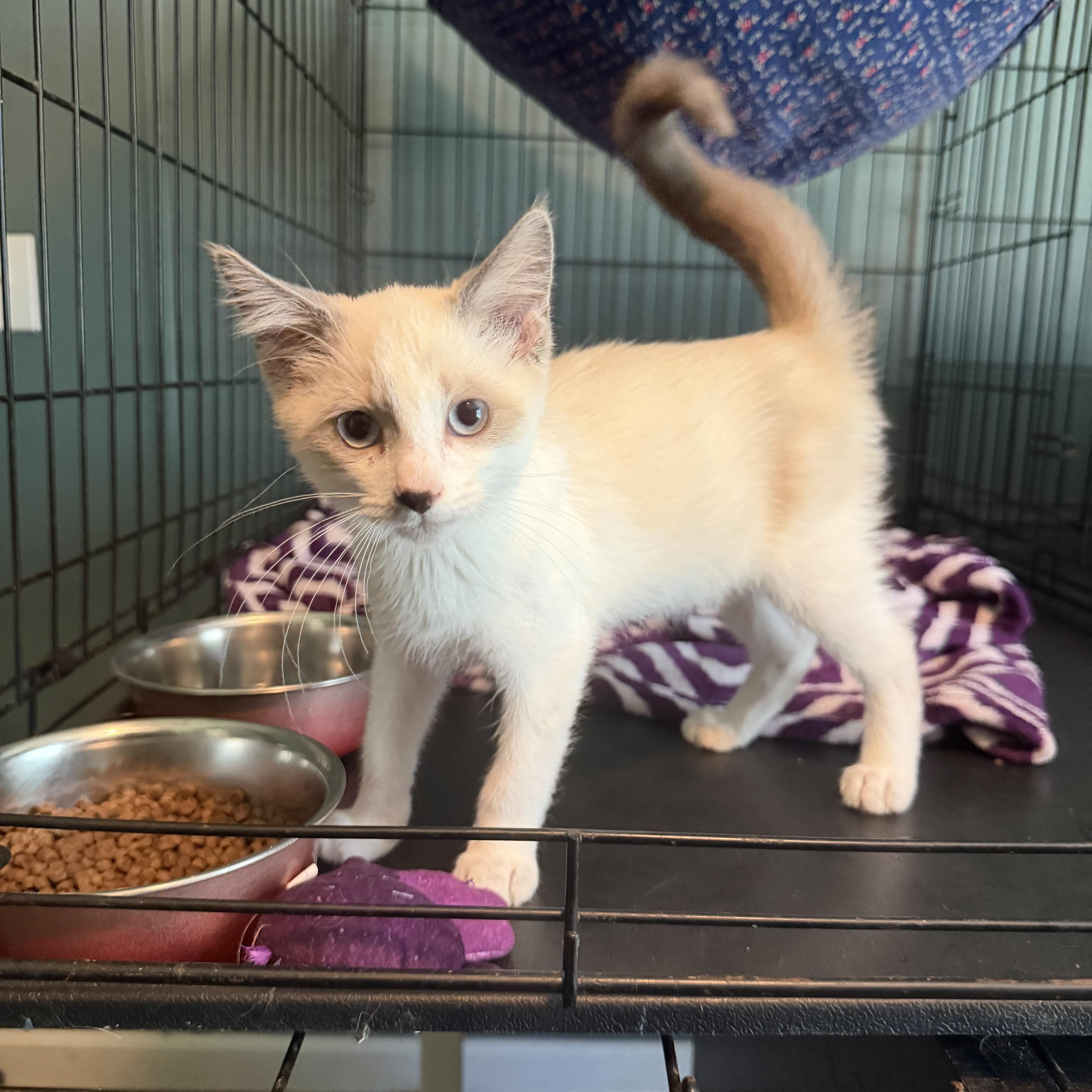 Enlarge Bilirubin (BC), a Adoptable mixed breed in Simpsonville, SC image 1/2
