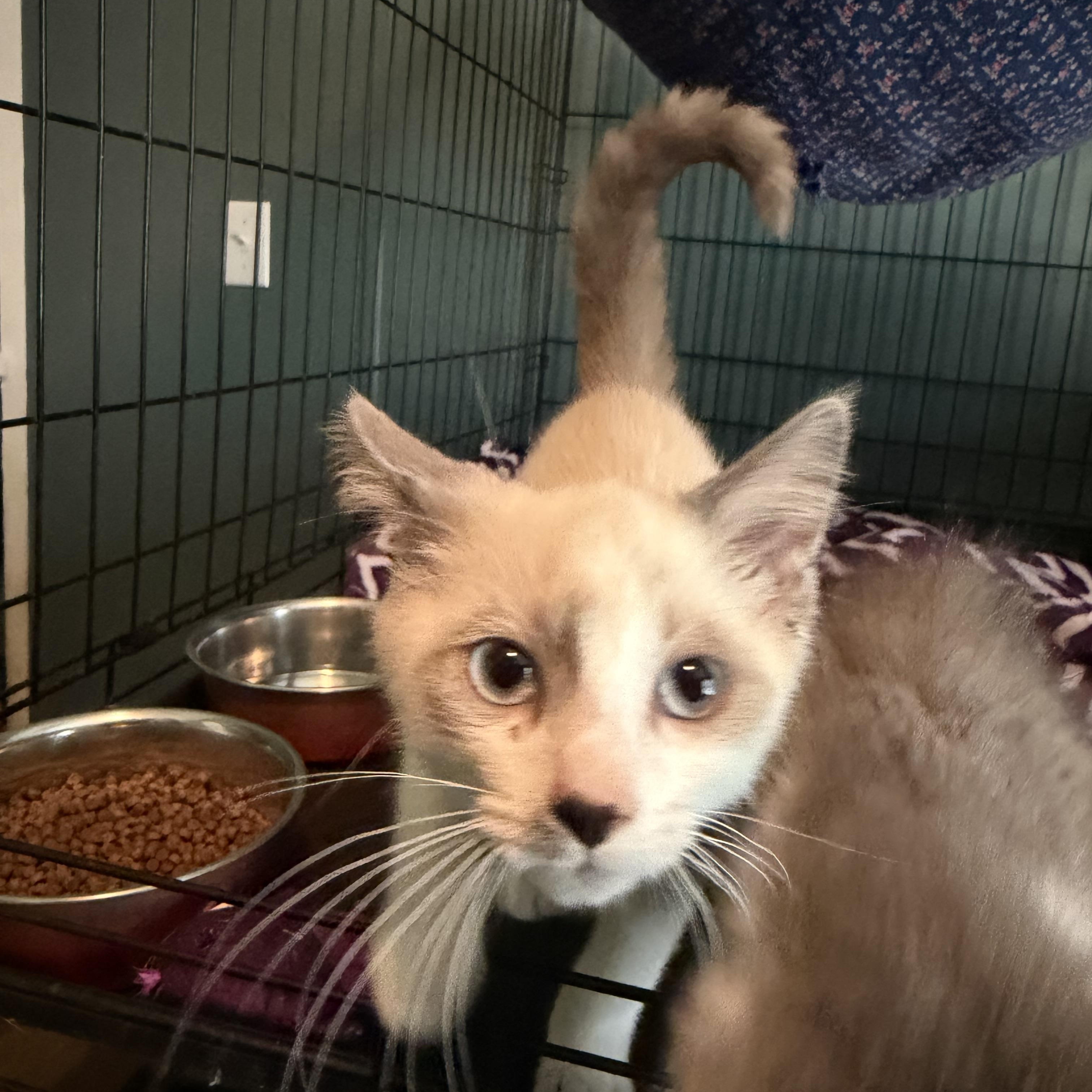 Enlarge Bilirubin (BC), a Adoptable mixed breed in Simpsonville, SC image 2/2