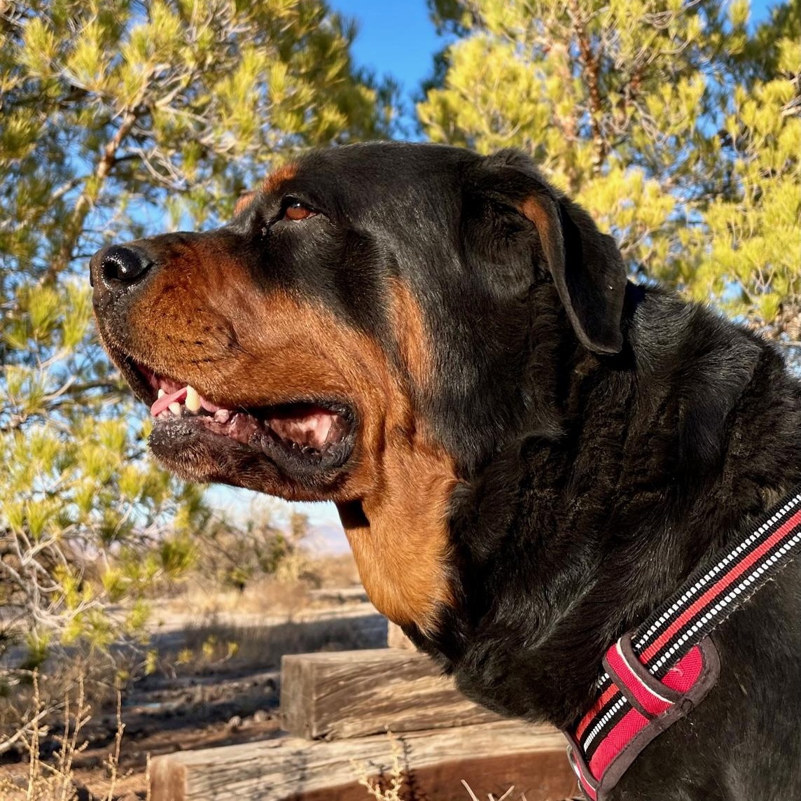 Enlarge Chloe, a Adoptable Rottweiler in Thatcher, AZ image 1/1