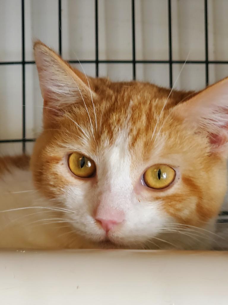 Enlarge Josie, a Adoptable mixed breed in Portland, IN image 3/4