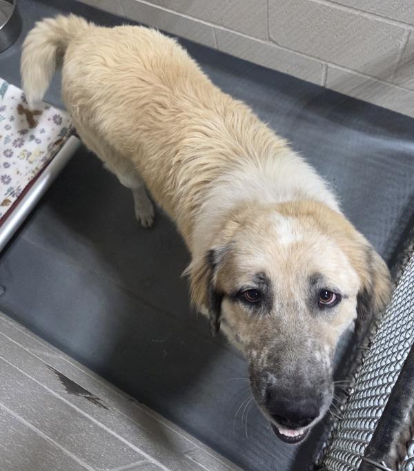 26-04-1084a Ben, Adoptable, Adult Male Great Pyrenees.