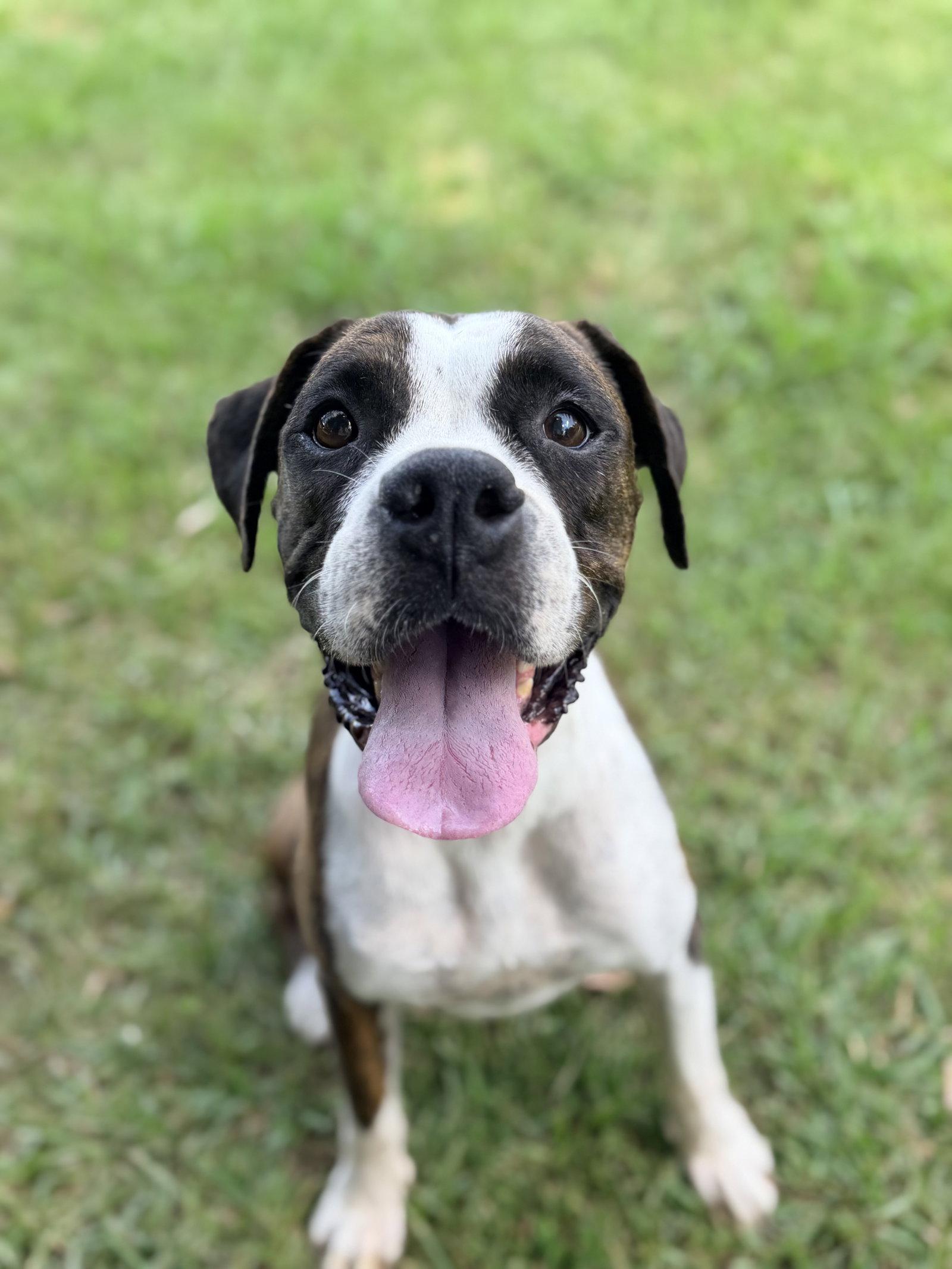 Bia, Adoptable, Adult Female Boxer.