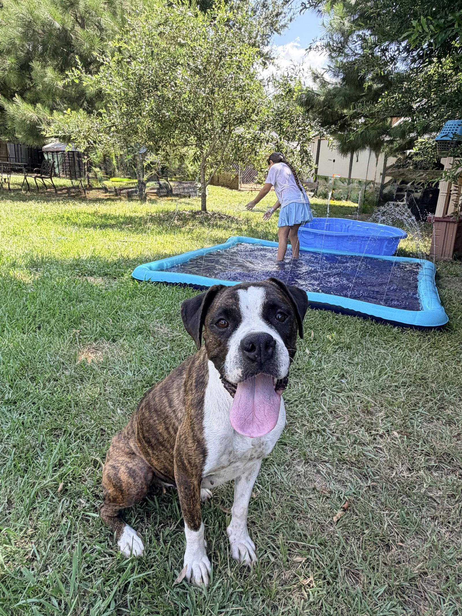 Enlarge Bia, a Adoptable Boxer in Monticello, NY image 2/3