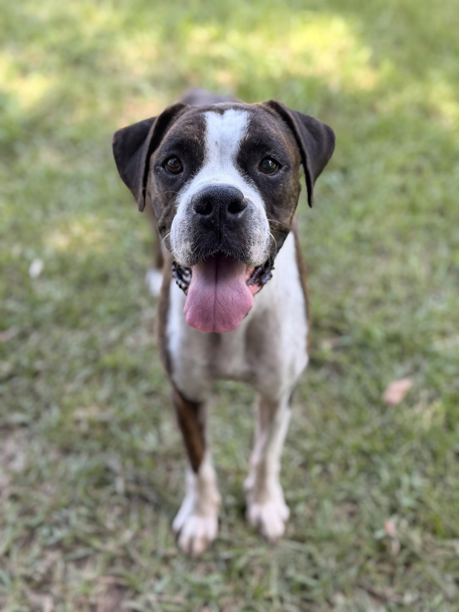 Enlarge Bia, a Adoptable Boxer in Monticello, NY image 3/3