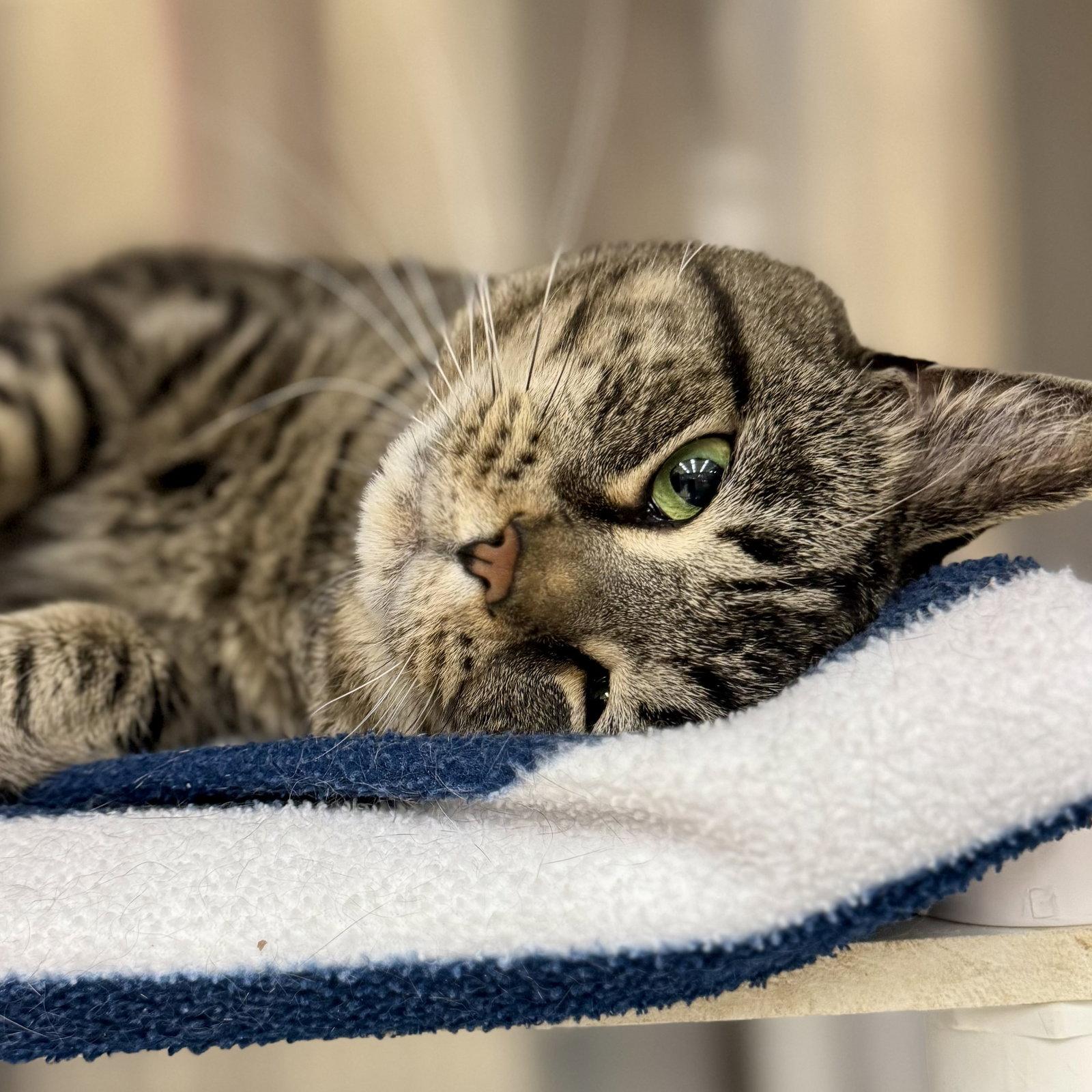 Enlarge Simba, a Adopted Domestic Short Hair in Winchendon, MA image 2/3