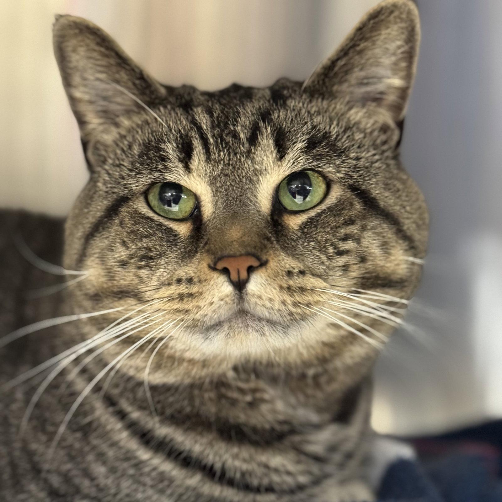 Enlarge Simba, a Adopted Domestic Short Hair in Winchendon, MA image 3/3